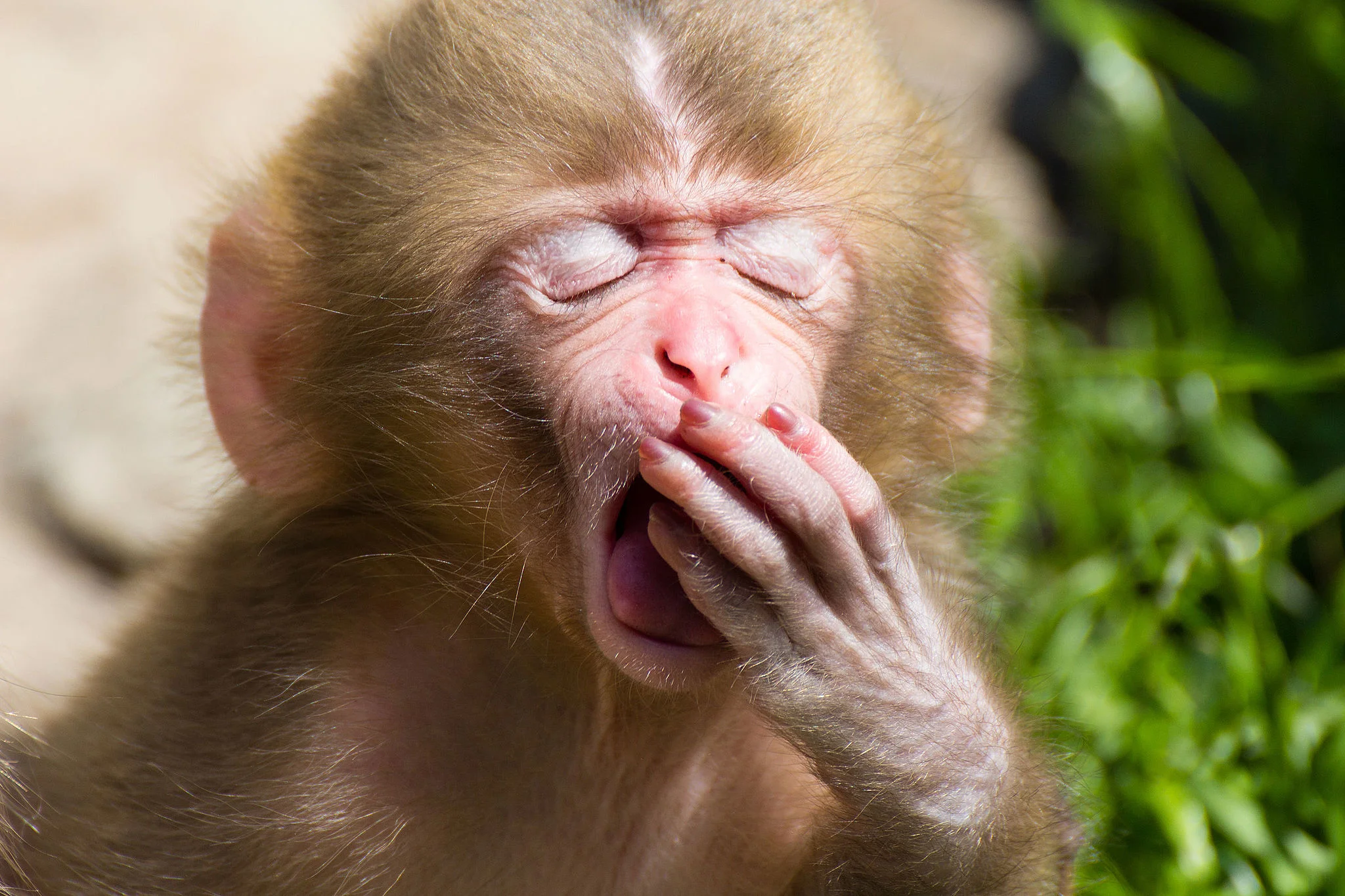 yawning_monkey.jpg