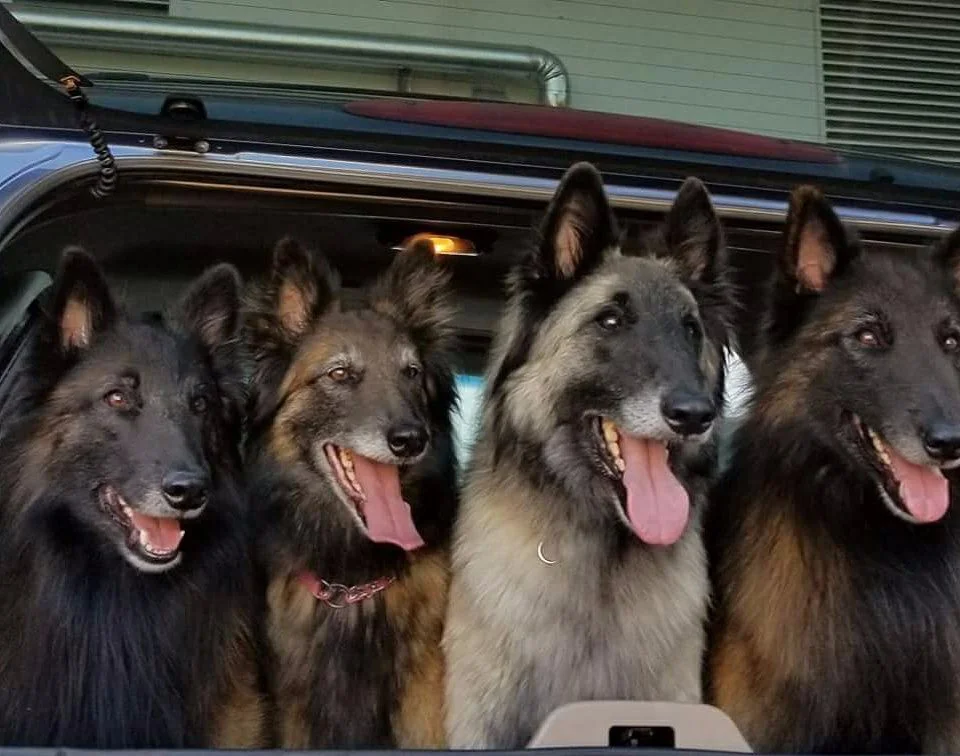 mahogany belgian tervuren