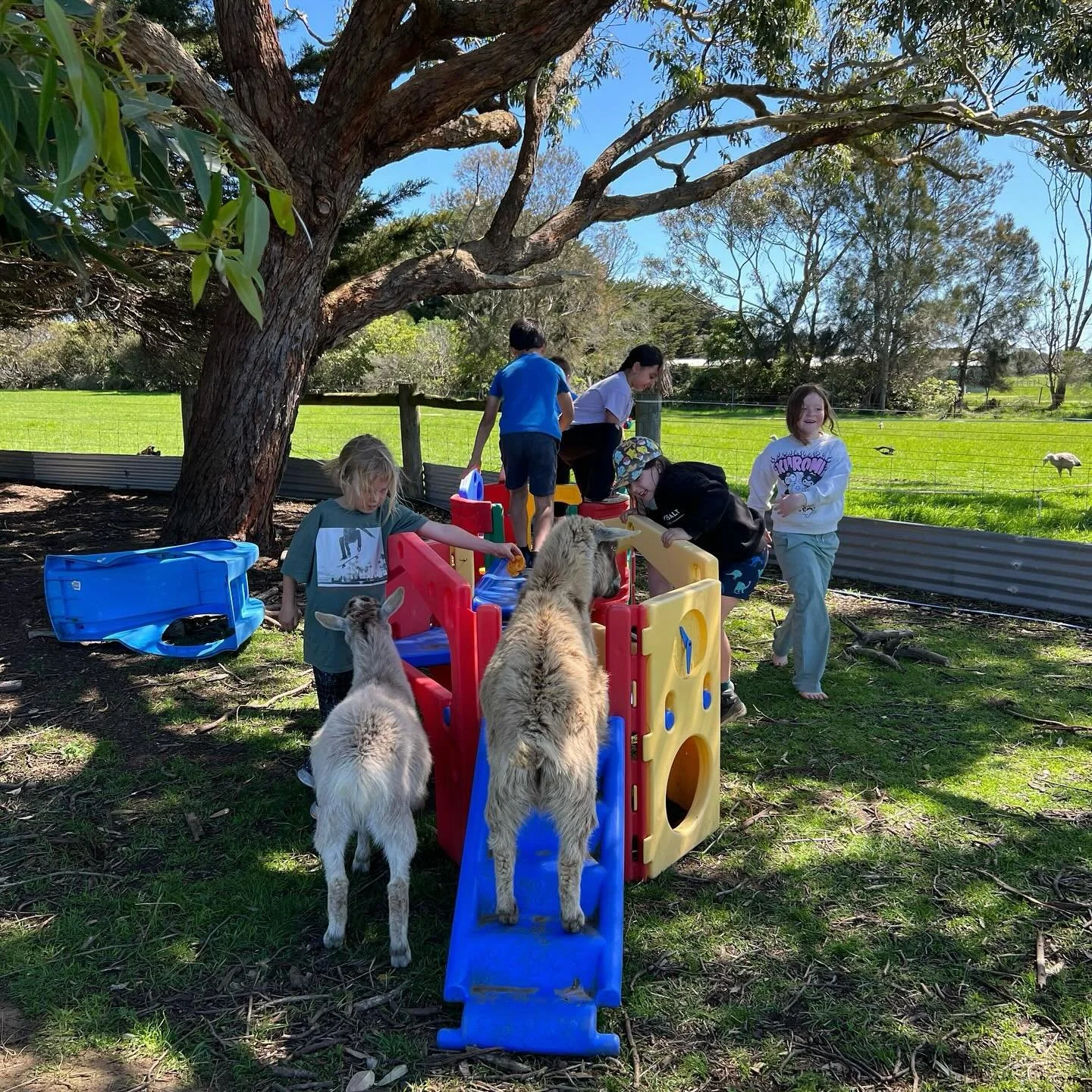 A lovely community member has been working hard to source items for a playground for our miniature goats! Today they were introduced to their new mini trampoline. So far it&rsquo;s been stood on, curled up on and chewed. We can&rsquo;t wait to see if