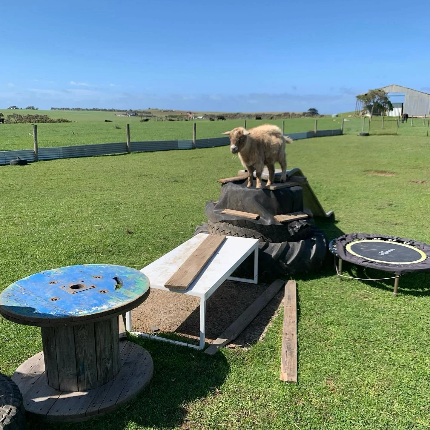 More innovations in the goat playground. It&rsquo;s not clear whether it&rsquo;s the goats or the students being more entertained! #phillipislandvillageschool #alternativeeducation #basscoast #schoolanimals #goatplayground #outdoorplay