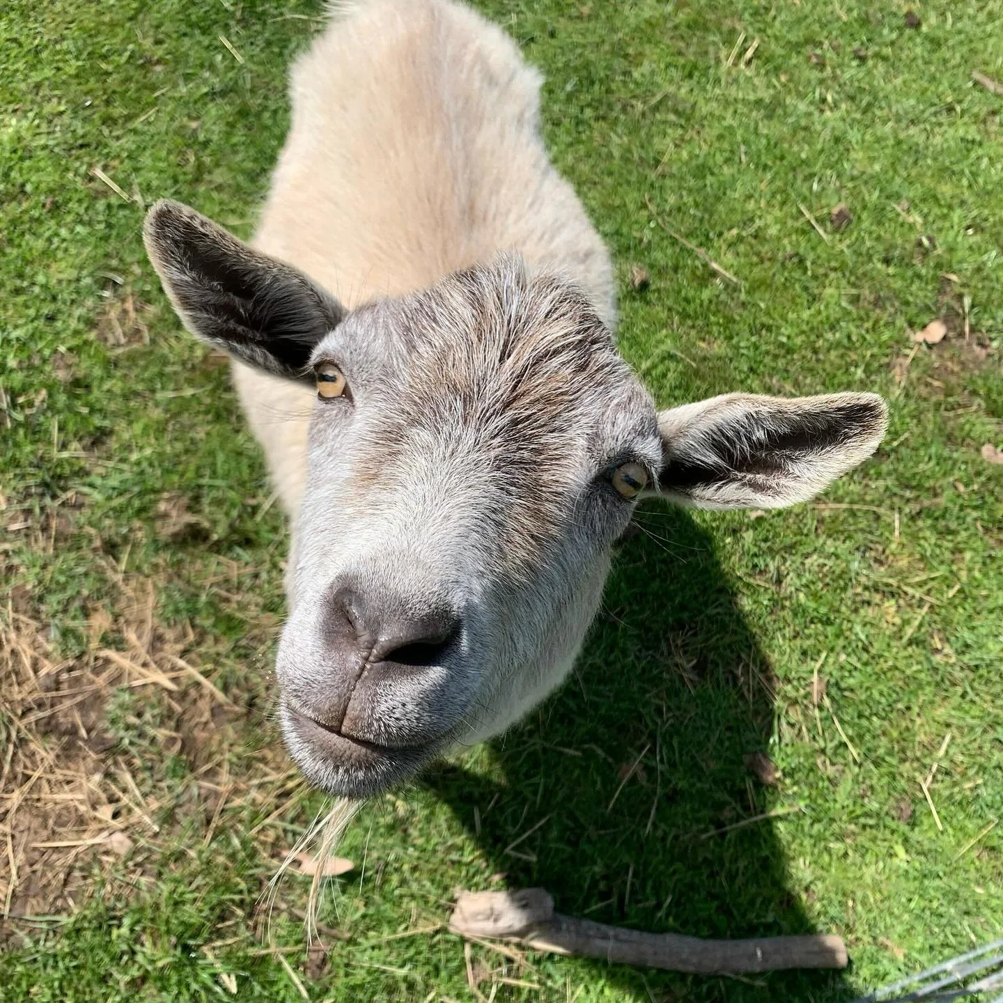Our miniature goats are always curious and keen to interact. This week we are on cycle break and our families are taking it in turns to go in to visit and feed the school animals, including this one, whose name is Dumpling.
#phillipislandvillageschoo