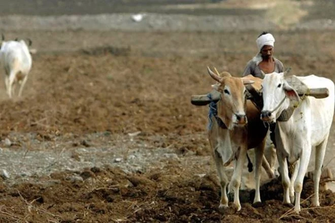 farmers-8.jpg