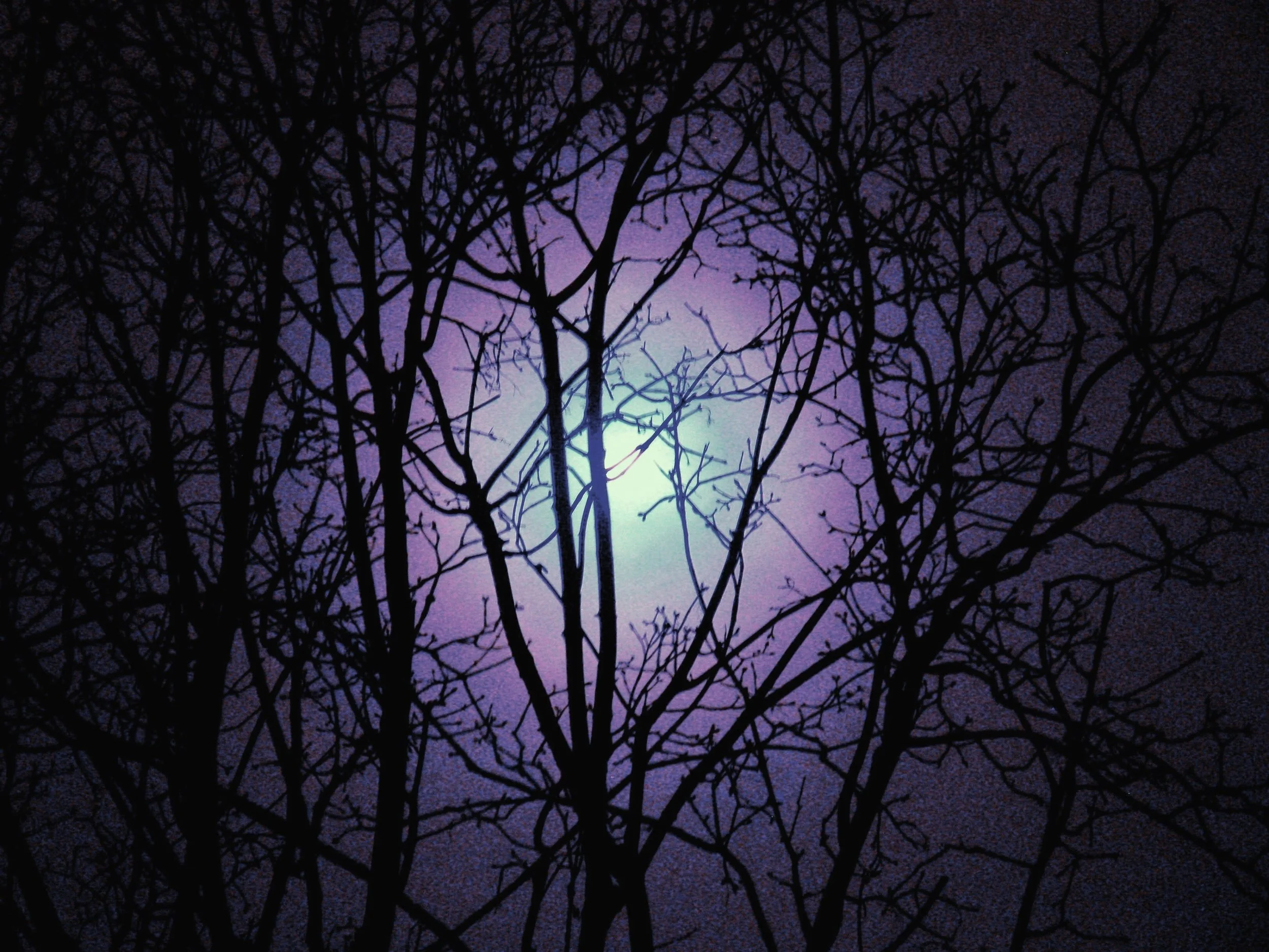 3rdCopy of Copy4M2wf3offleurs065.JPG