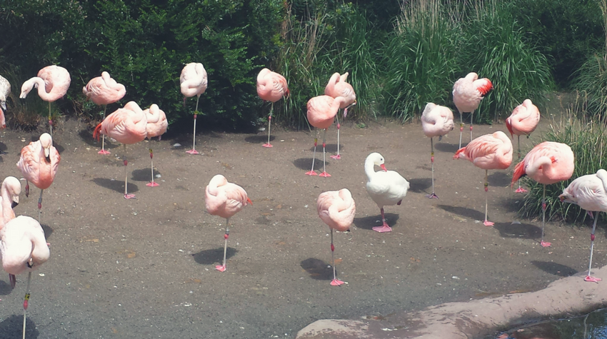 One of these things is not like the others…