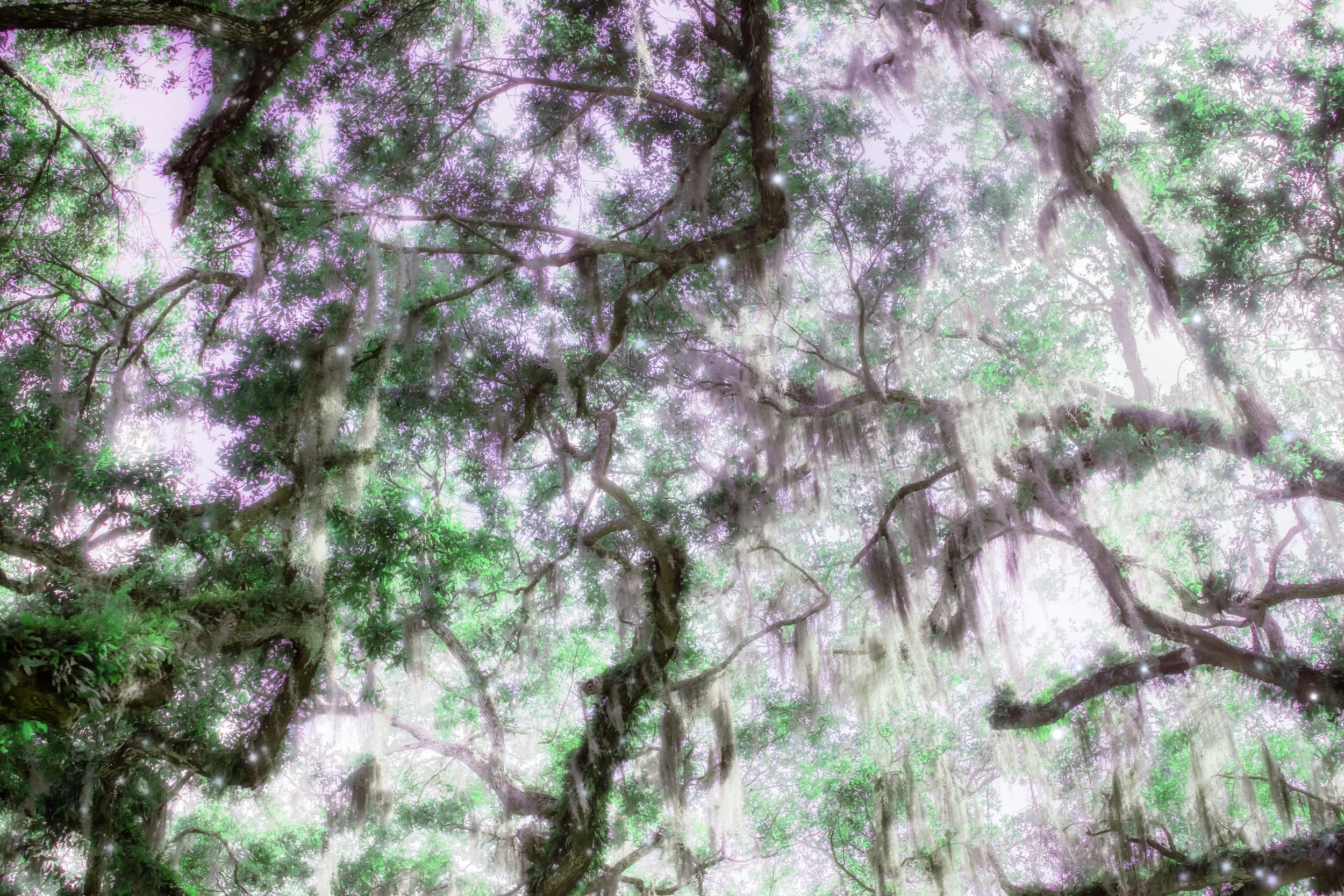 Dance Of The Sugar Mill Fairy