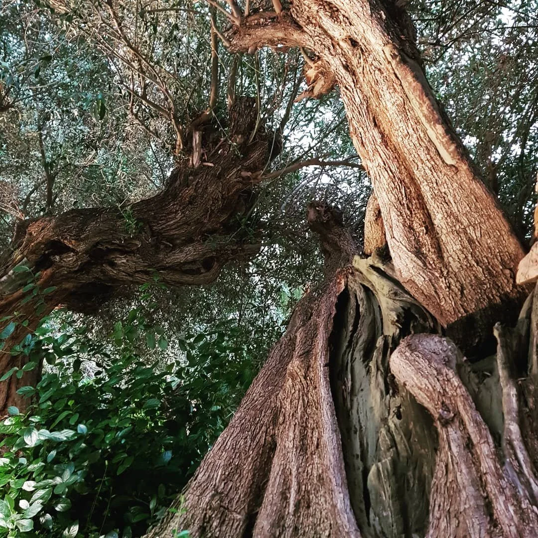 LOVED UP BY THE TREES. one of the best things that has happened in the last three years has been my parents getting really into trees with me 🌳🌳🌳 they've shifted from being bemused and bewildered about their strange daughter touching/talking to tr