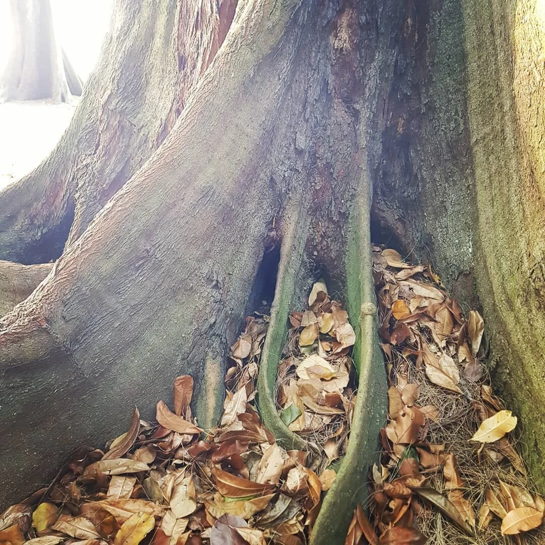 GOING BACK TO THE ROOT. these few months I've been connecting back in time to early imprints, along with ancestral burdens/blessings, and how they play forward in my life today.⁣
.⁣
looking at nature it seems so obvious that if the leaves are yellowi