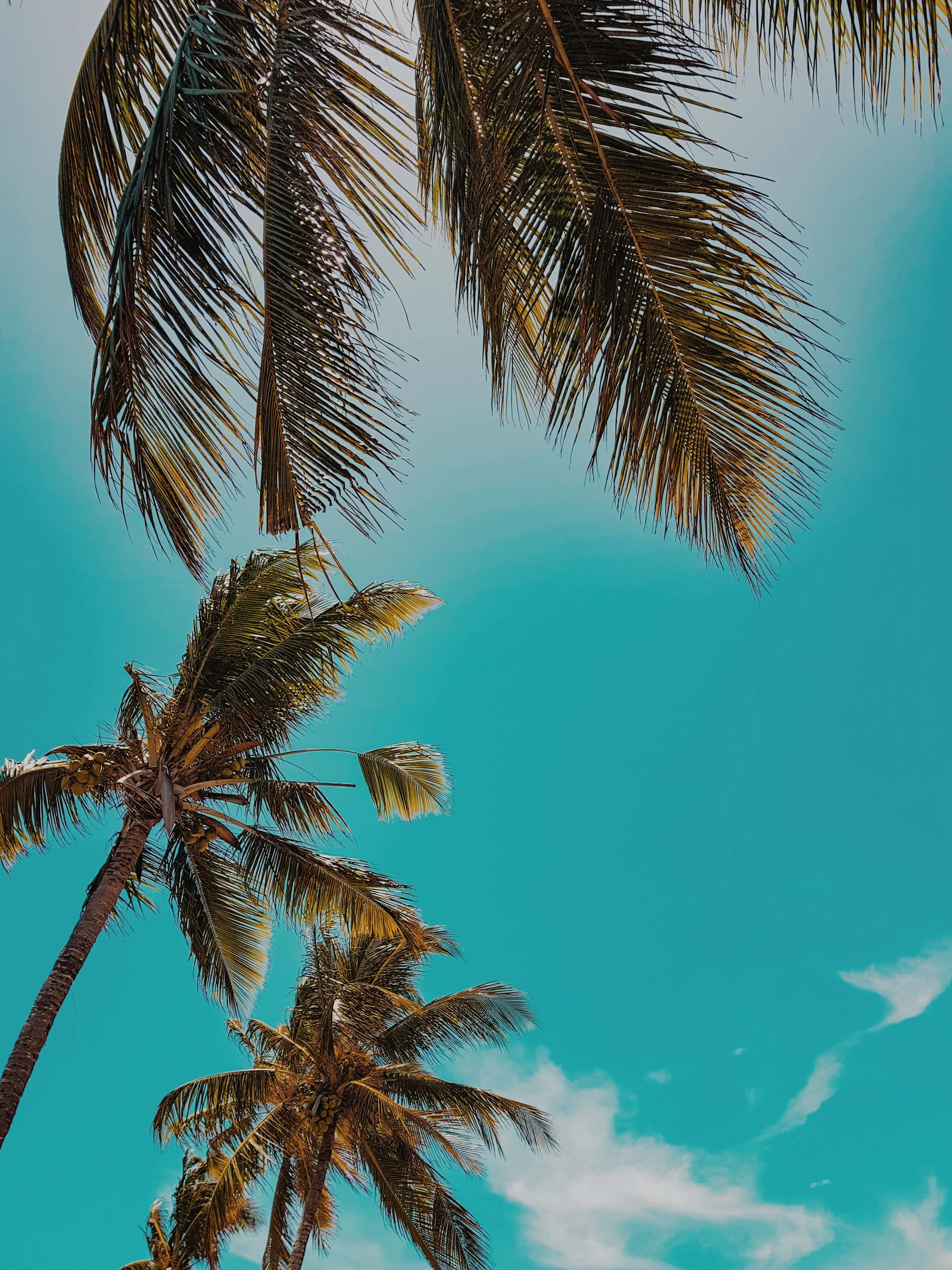 Palm Trees plain.jpg