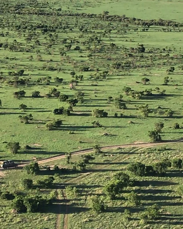 Today&rsquo;s visual perceptual #challenge : Can you spot the #elephant ? Go on use those brain cells! #zahrapoonawala_official #brainteasers #elephant🐘 #wildlife #camoflauge #animals #wildanimals #kenya #safari #safarilife