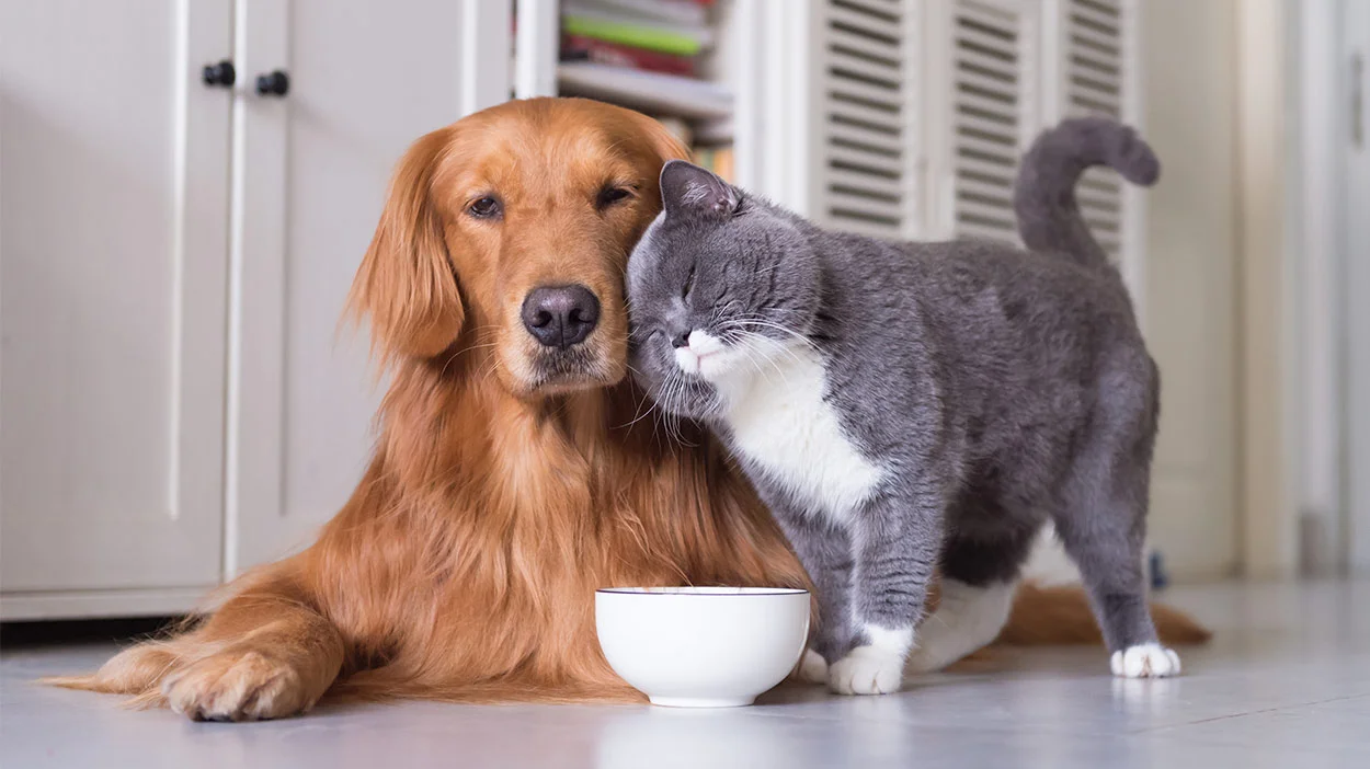 Dog cat.jpg