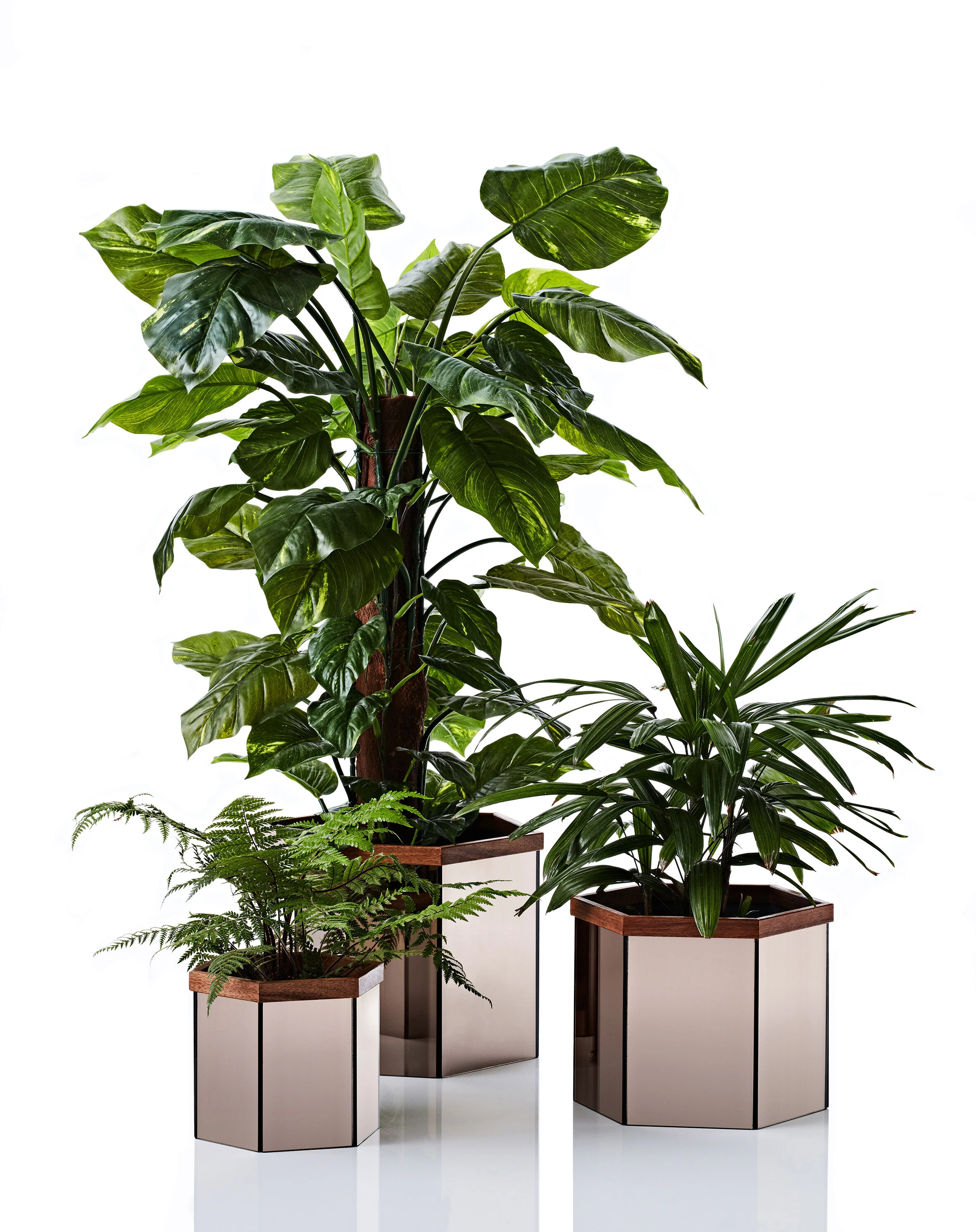 Raven Planter group.jpg