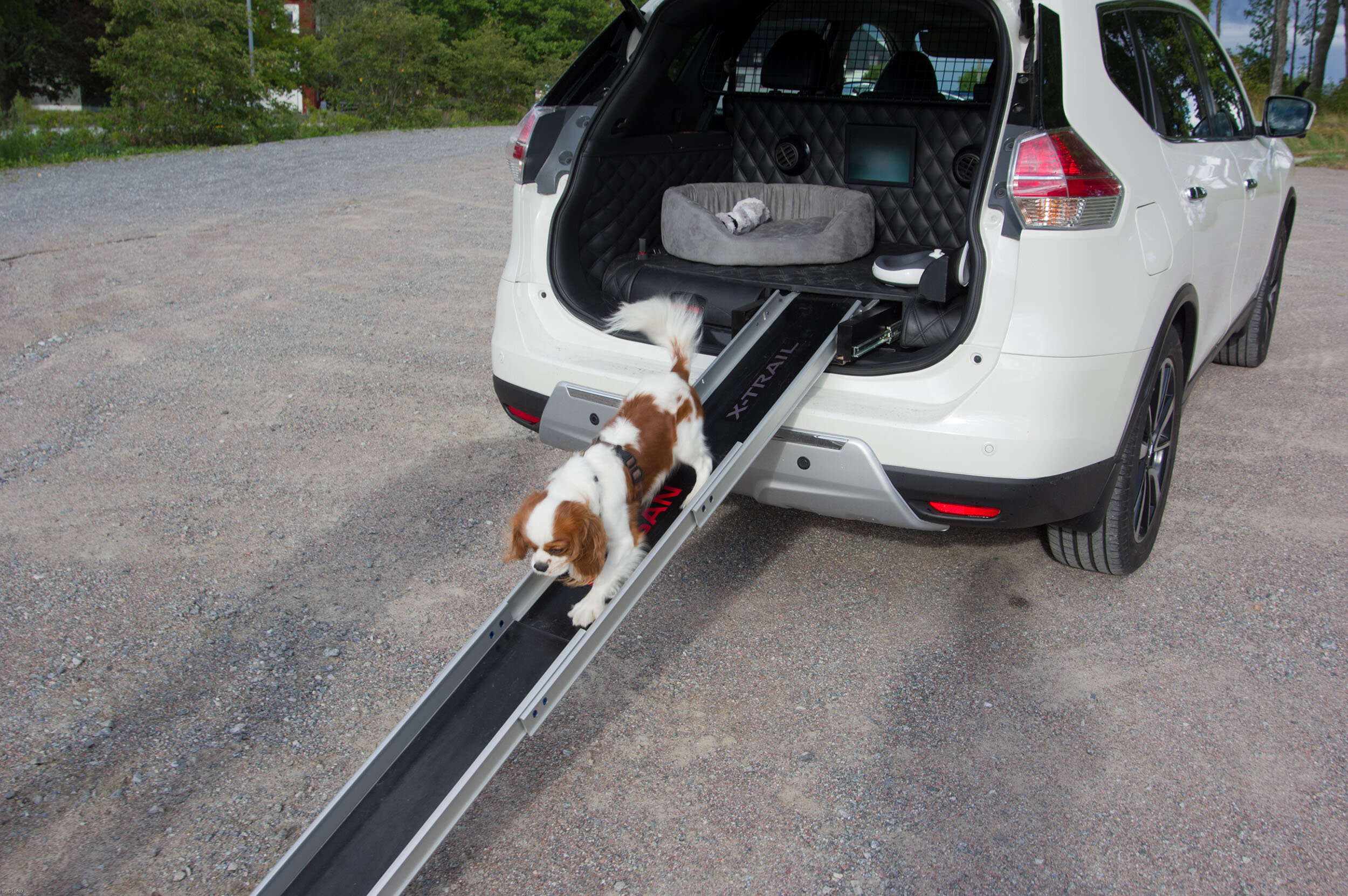 Nissan X-Trail 4Dogs. 