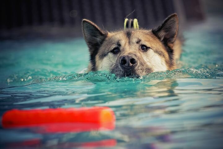 dog-2633224__480.jpg