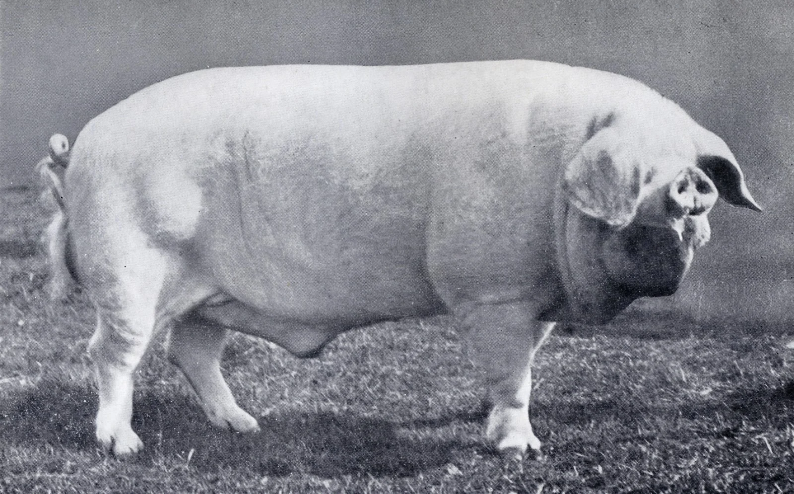 cumberland pig.jpg