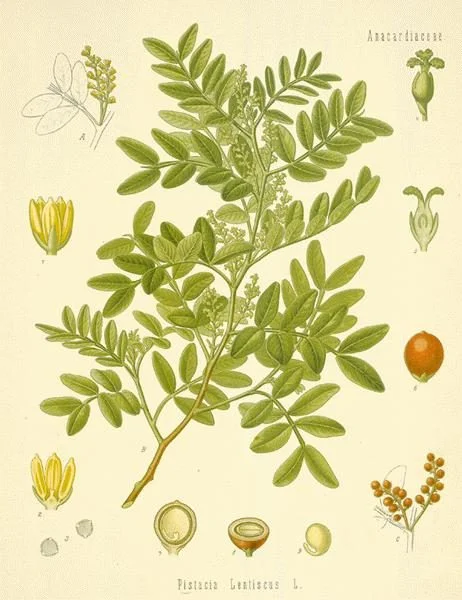 Mastic-drawing.jpg