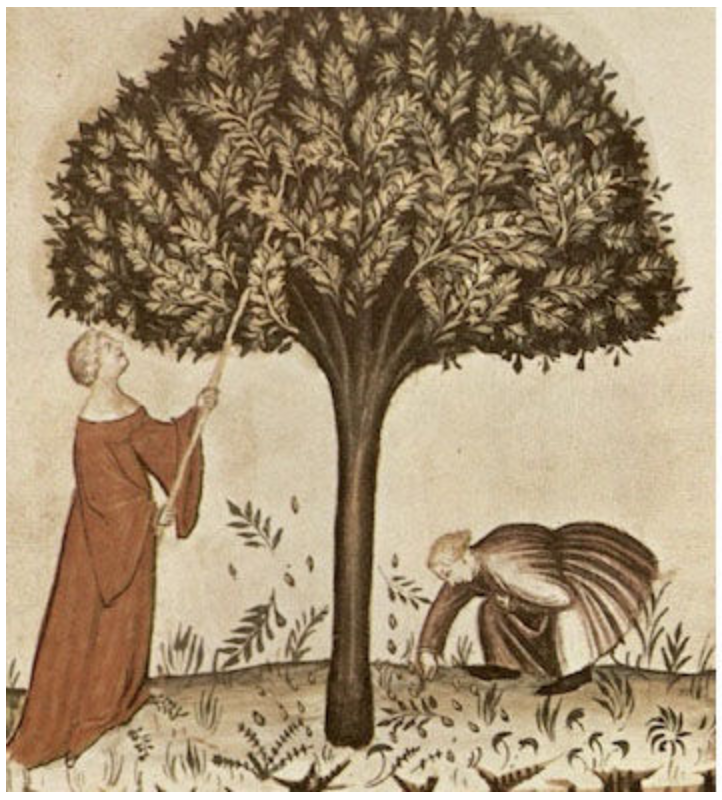 Almonds, Amigdale dulces, from The Four Seasons, The House of Cerruti (Met Museum)