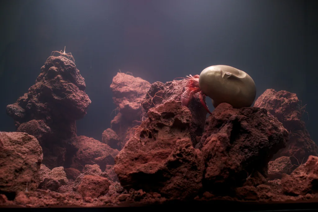 Pierre Huyghe’s aquarium 2011