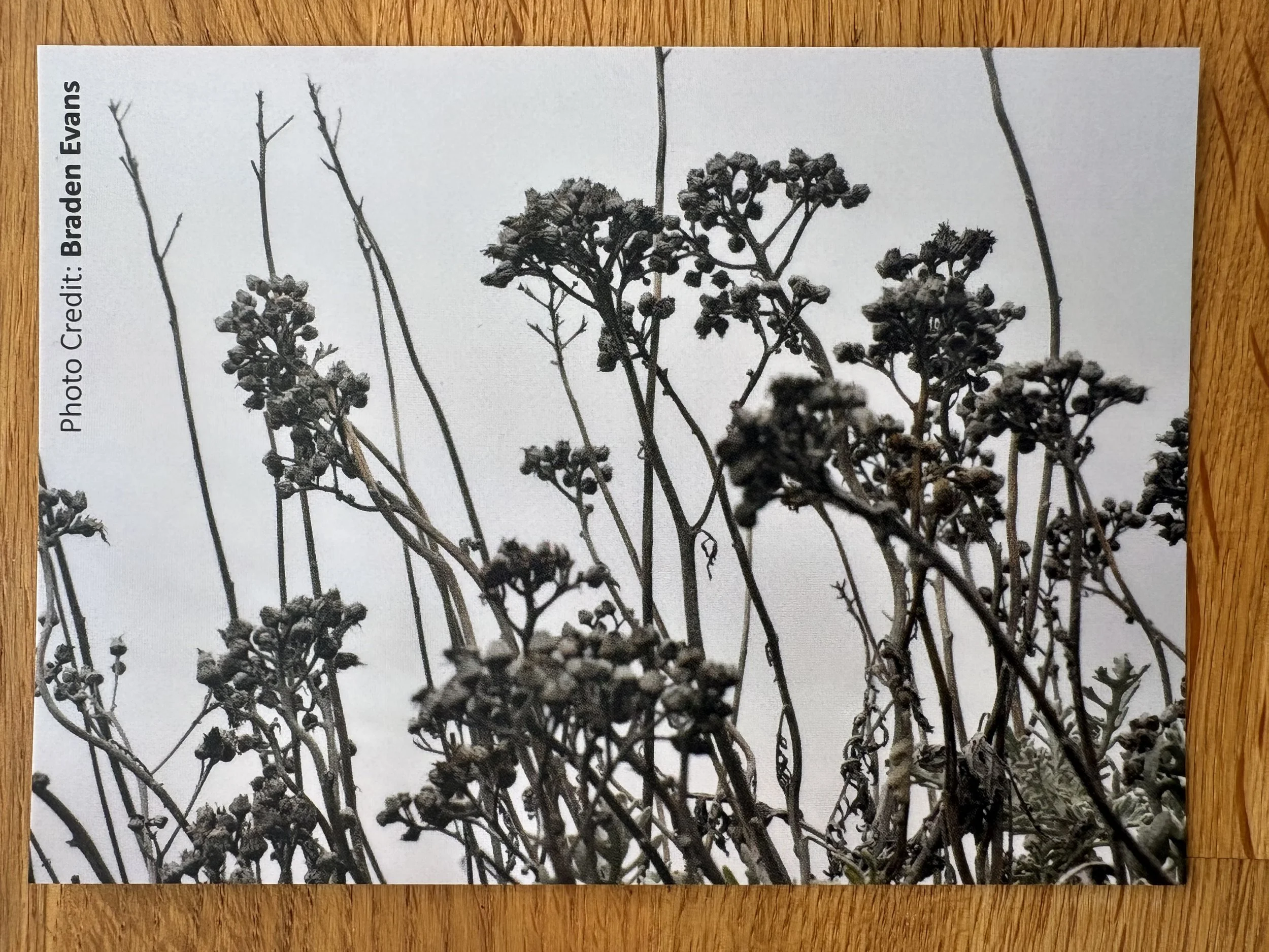 Postcards rec_d from Weston  to Blackpool  (7).jpg