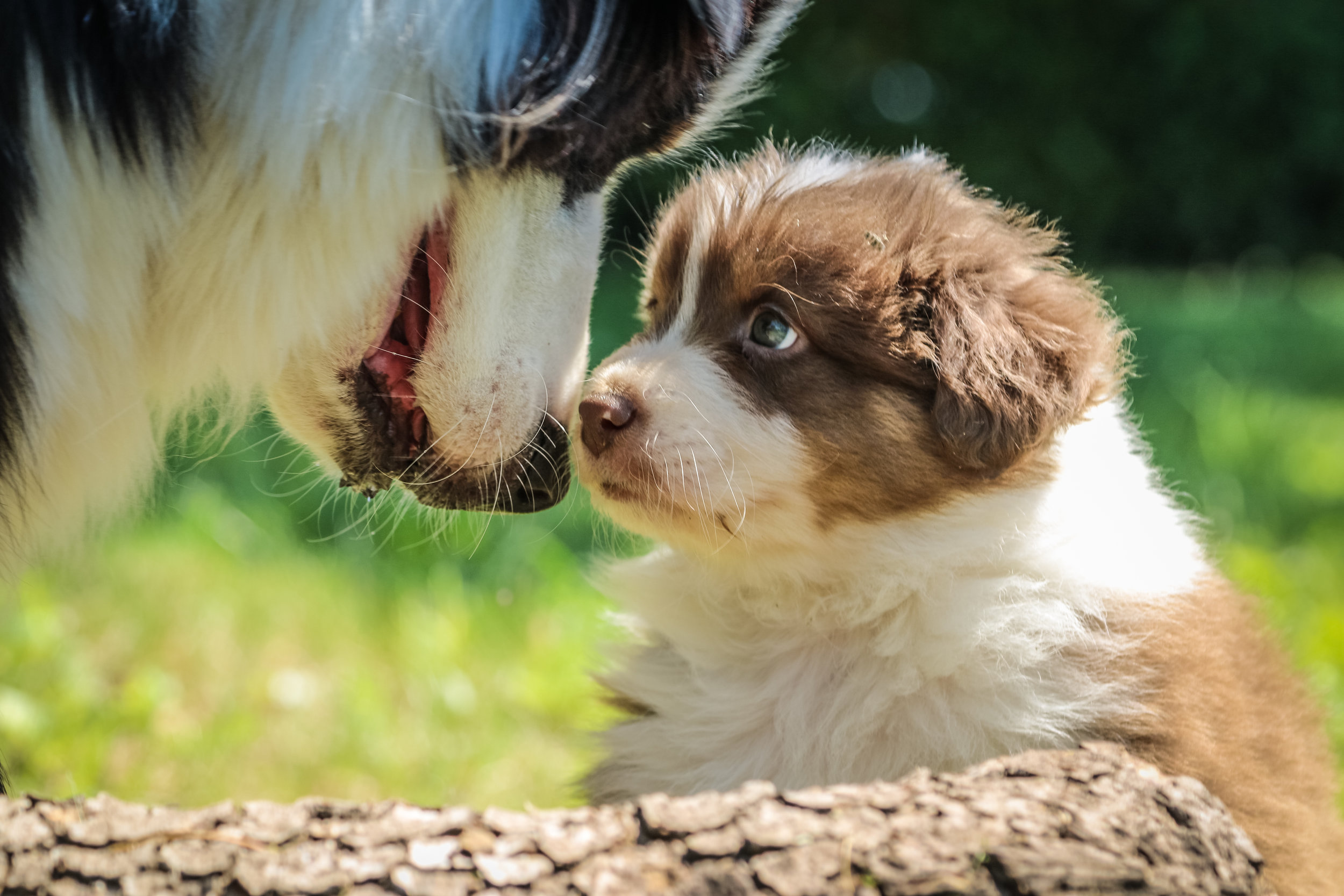 Pregnant Dog Care | Glen veterinary | Tipperary Hospital | Ballylanders  Clinic