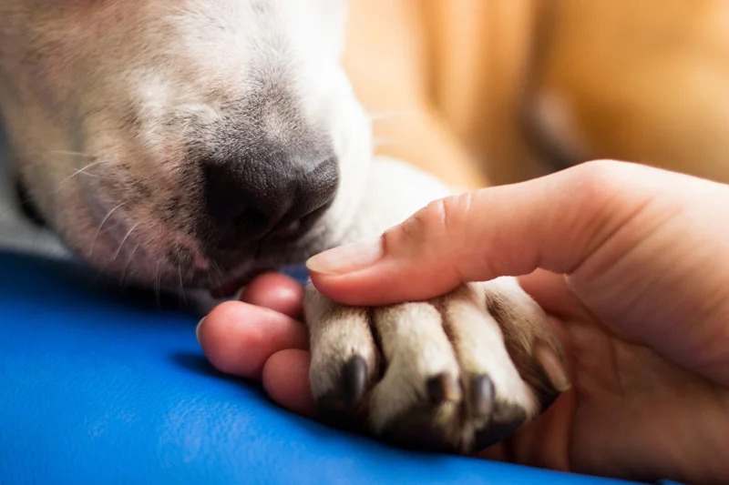 Dog End of Life Care | Glen veterinary | Tipperary Hospital ...