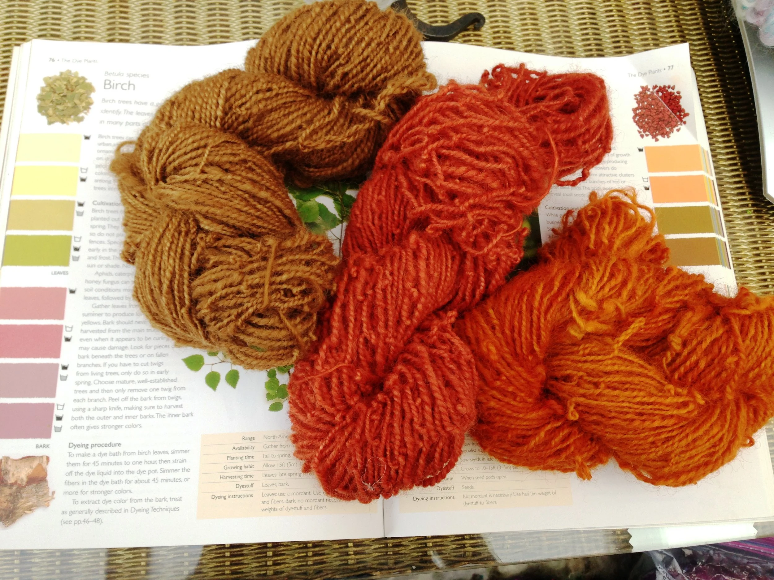 dyed with ladies mantel, madder and annatto.JPG