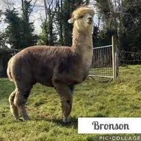 bronson.jpg