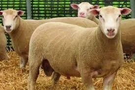 belclaresheep.jpg