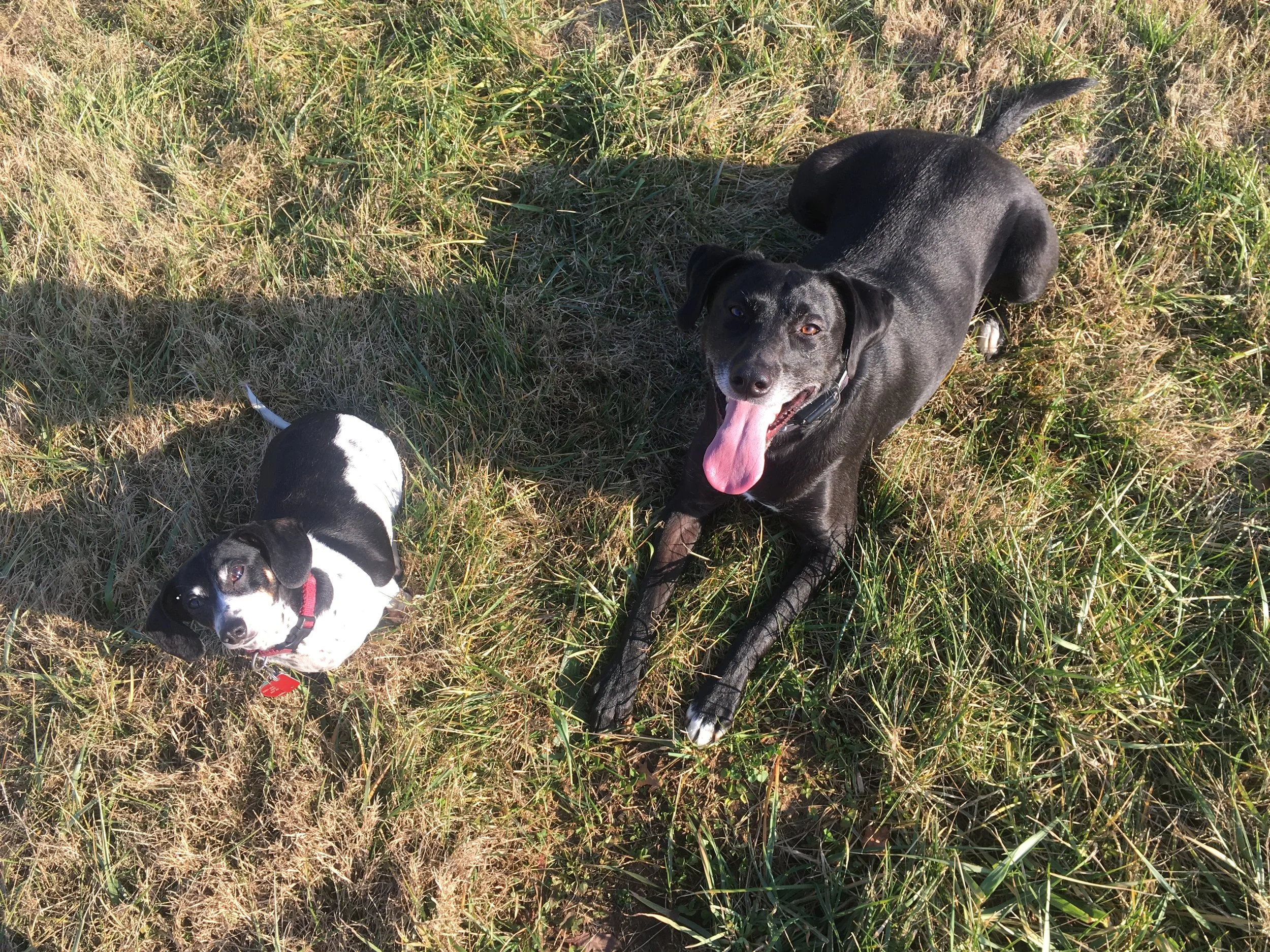We are a dog family. The Piebald dachshund is the old lady who doesn’t take kindly to other dogs getting close to any of us. The black lab/pointer mix we got from the SPCA when she was 1 year old. She didn’t like feet or legs when we got her. If any of those body parts got close to her, she would freeze like a deer caught in headlights while staring at the appendage. Once the appendage got too close, she would jump up and high and as fast as she could to free herself from the potential calamity. Now as soon as I lay on the couch, she becomes a 60lb lap dog. :)