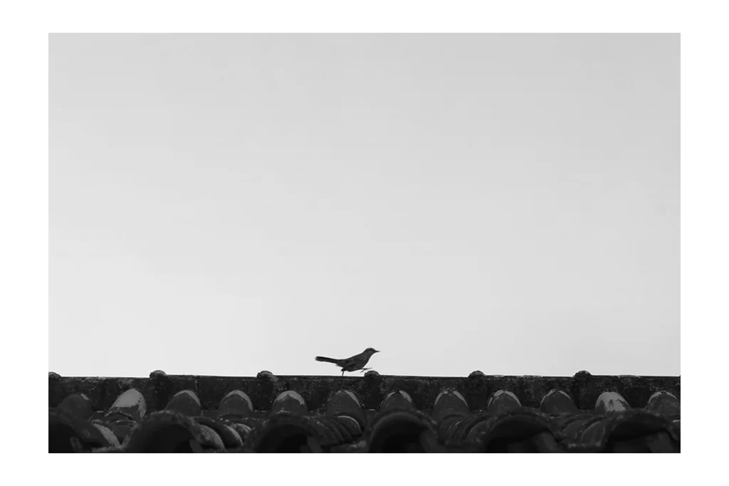 I'M LATE _ 60 x 90 cm, fotografia.