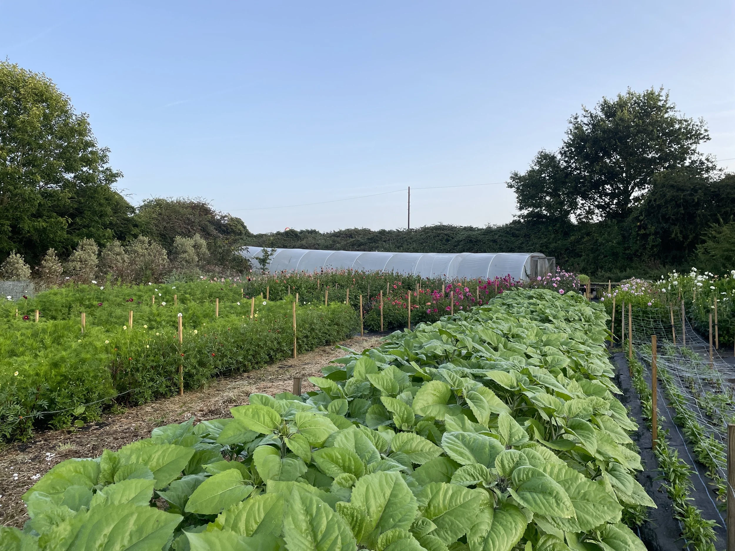 Flower Farming Business Masterclass - February 2025