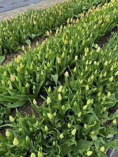 TULIP CROP SM.jpeg