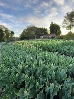 TULIPS GROWING IN THE FLOWER FIELD.jpeg