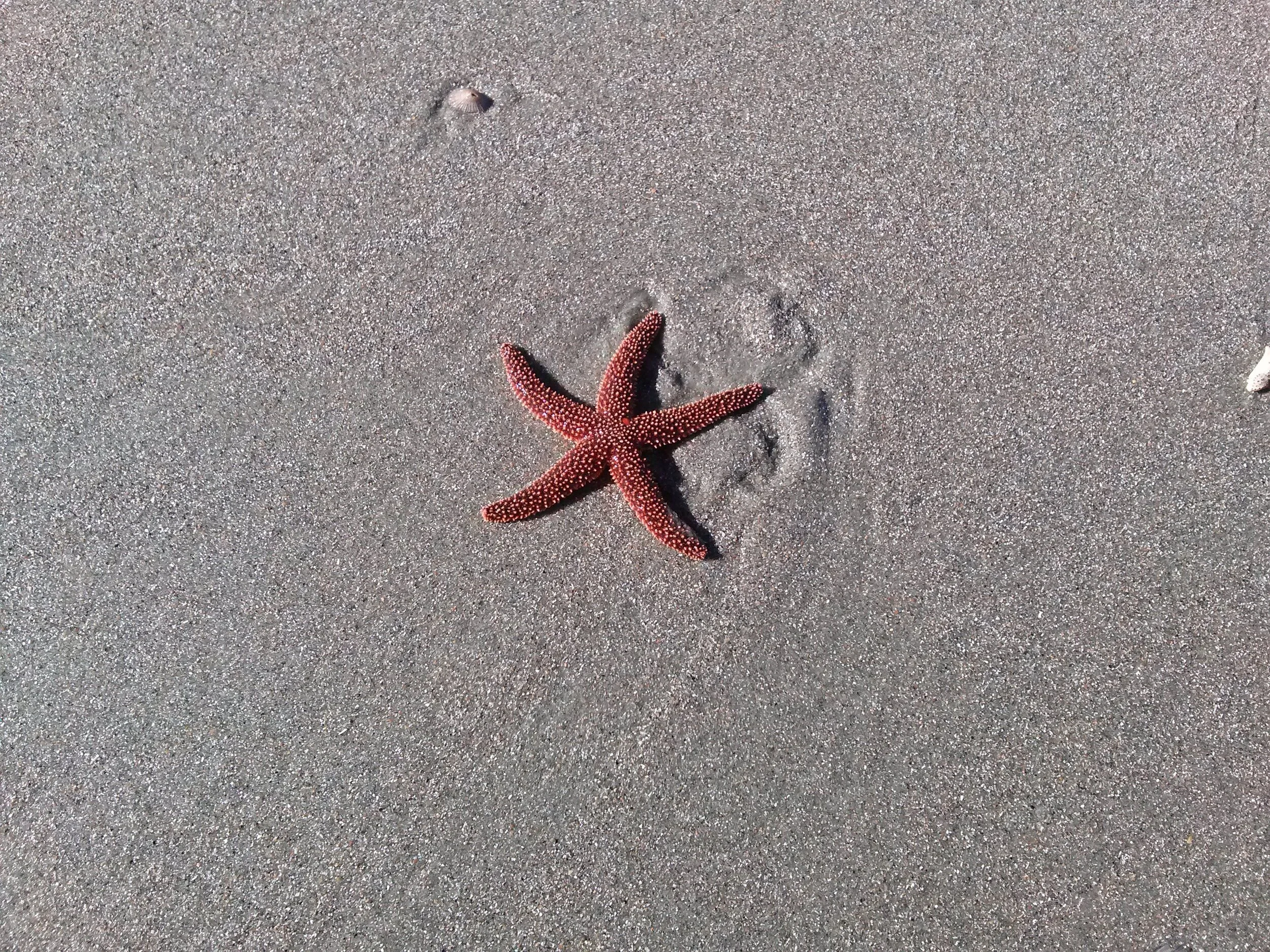 Star+Fish.jpg