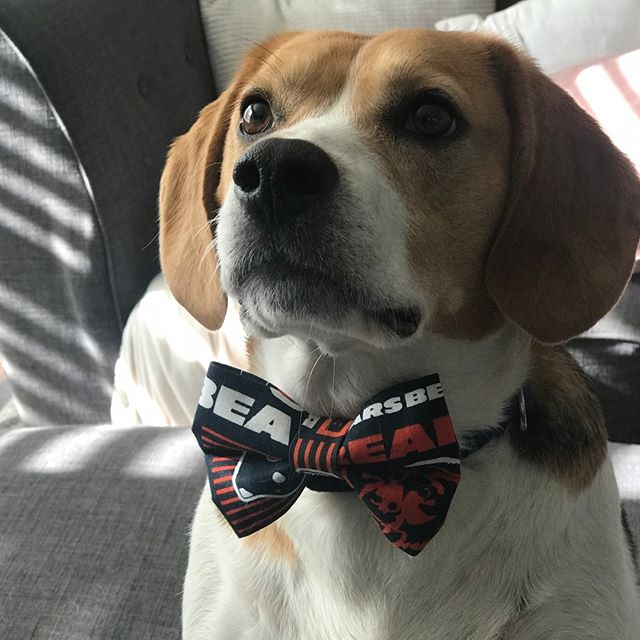Butch is ready for football season - how about you? Comment below and tell us what NFL team you love!
We are a Bears Family! 🏈 🐻 🧡💙🧡💙⠀⠀⠀⠀⠀⠀⠀⠀⠀
⠀⠀⠀⠀⠀⠀⠀⠀⠀
#nfl #football #gobears #butchlovesthebears #beardown #chicagobears #footballdogs