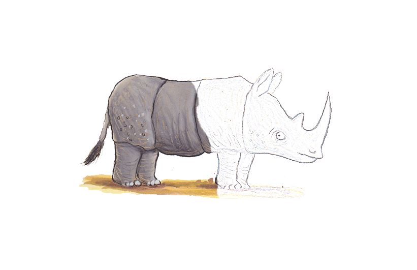 AS-rhino-102ppi-drawing.png