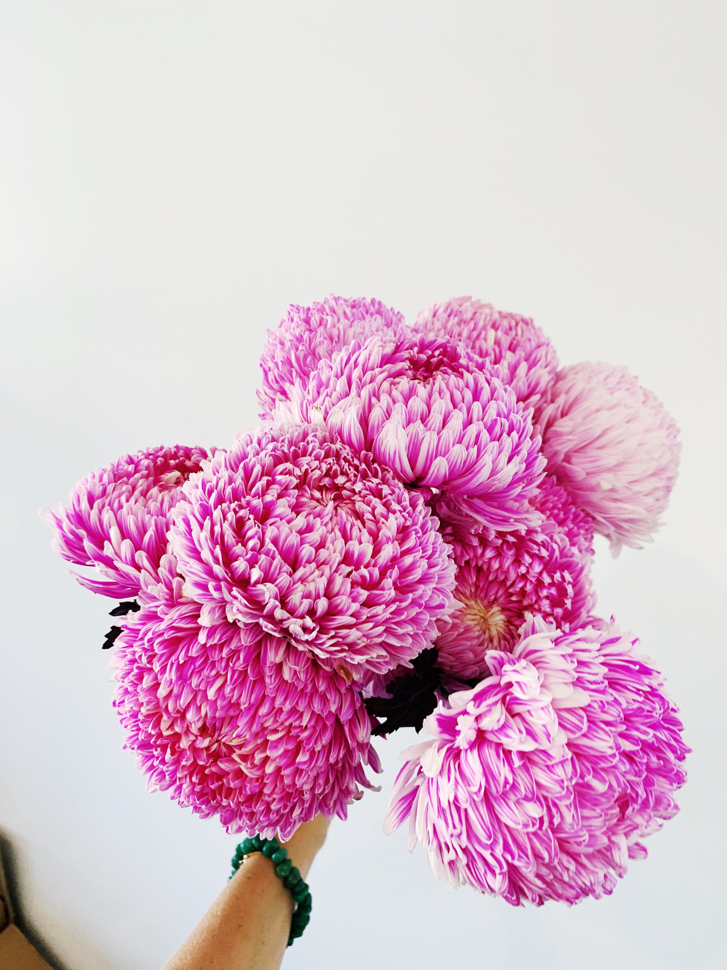 Pink Chrysanthemum Bunch