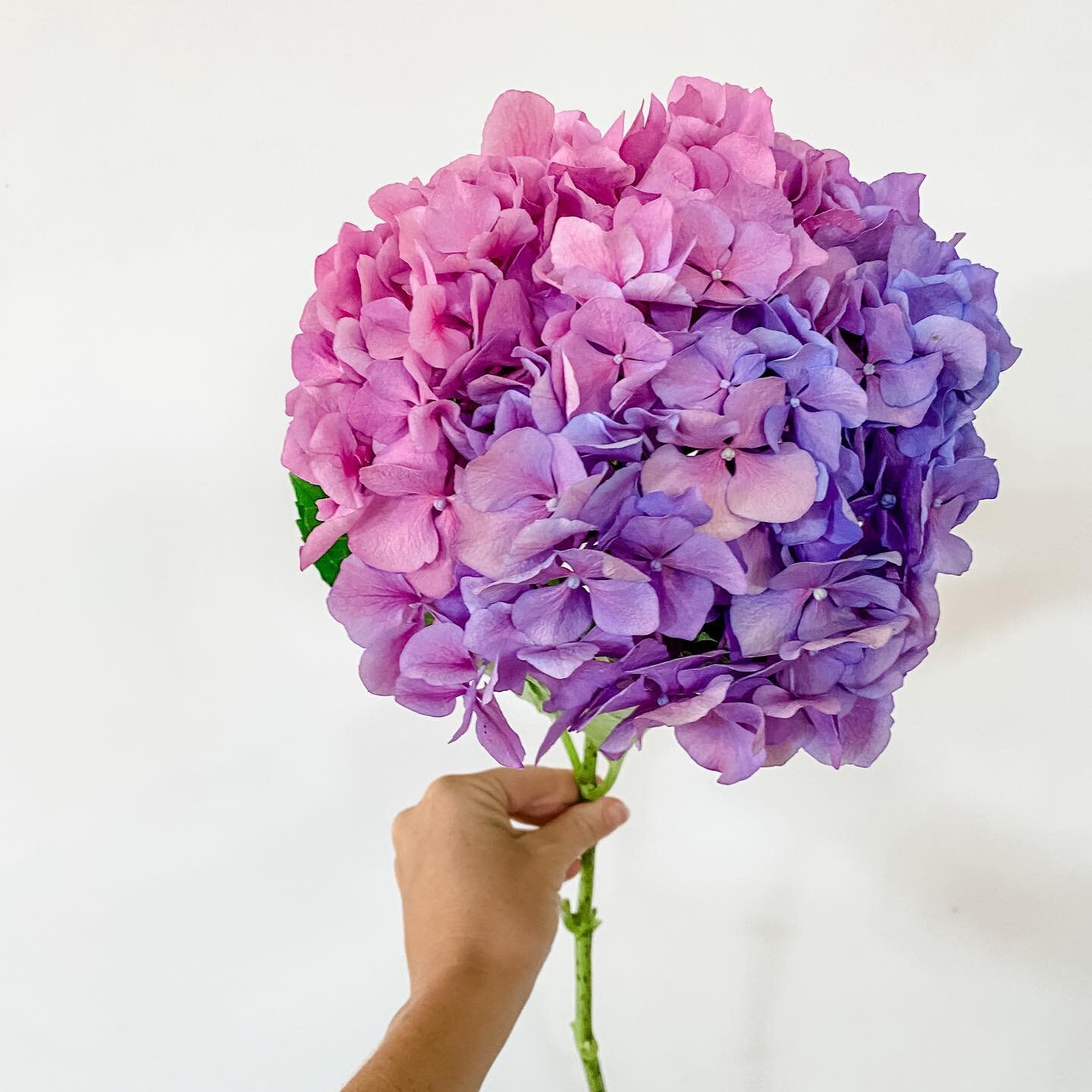 How incredible is the colour of this hydrangea stem! 

Getting excited for this weekend&rsquo;s wedding and it&rsquo;s incredible colour palette!