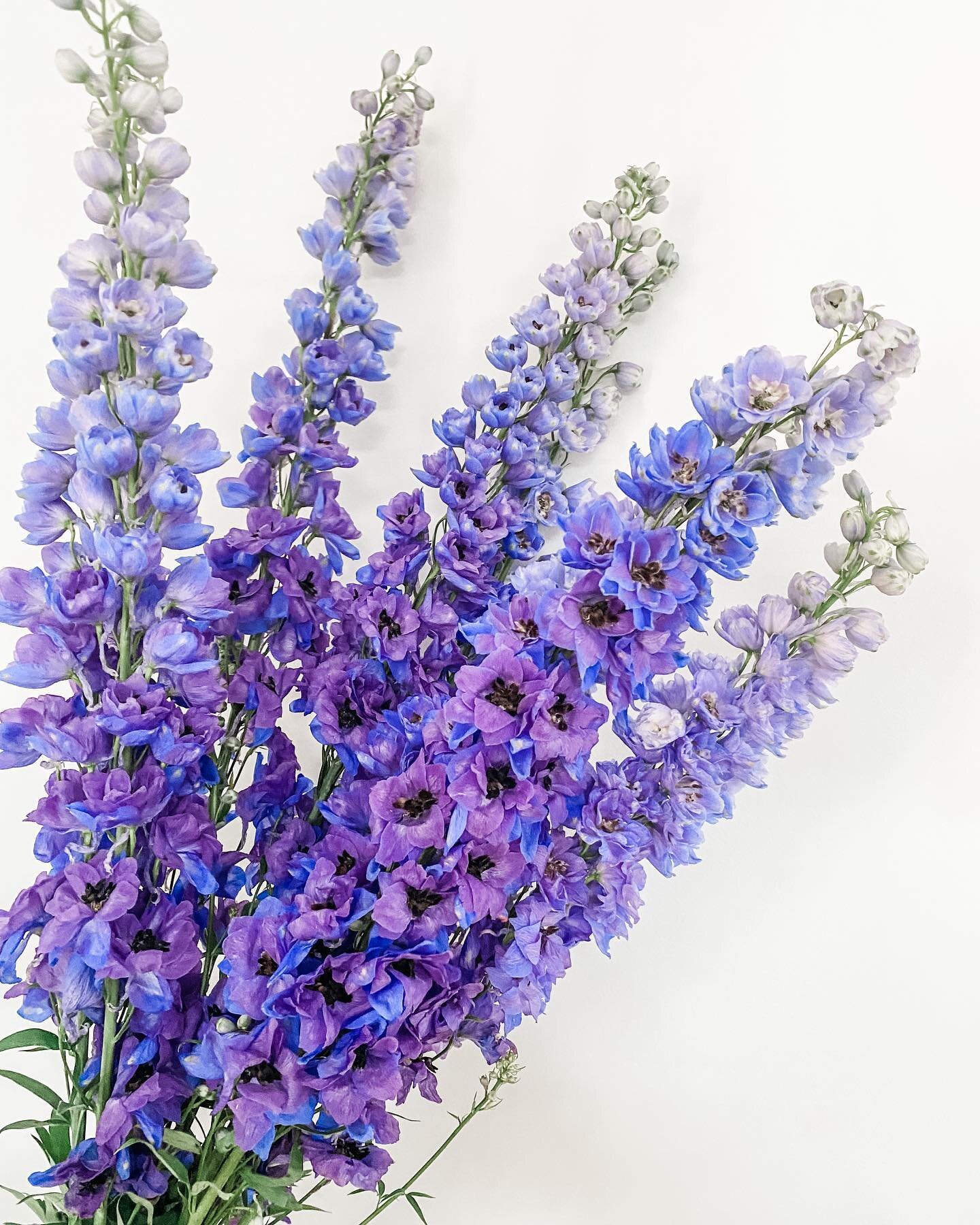 Delphiniums ~ a great pop of colour 💜 featuring in the florist choice bunches