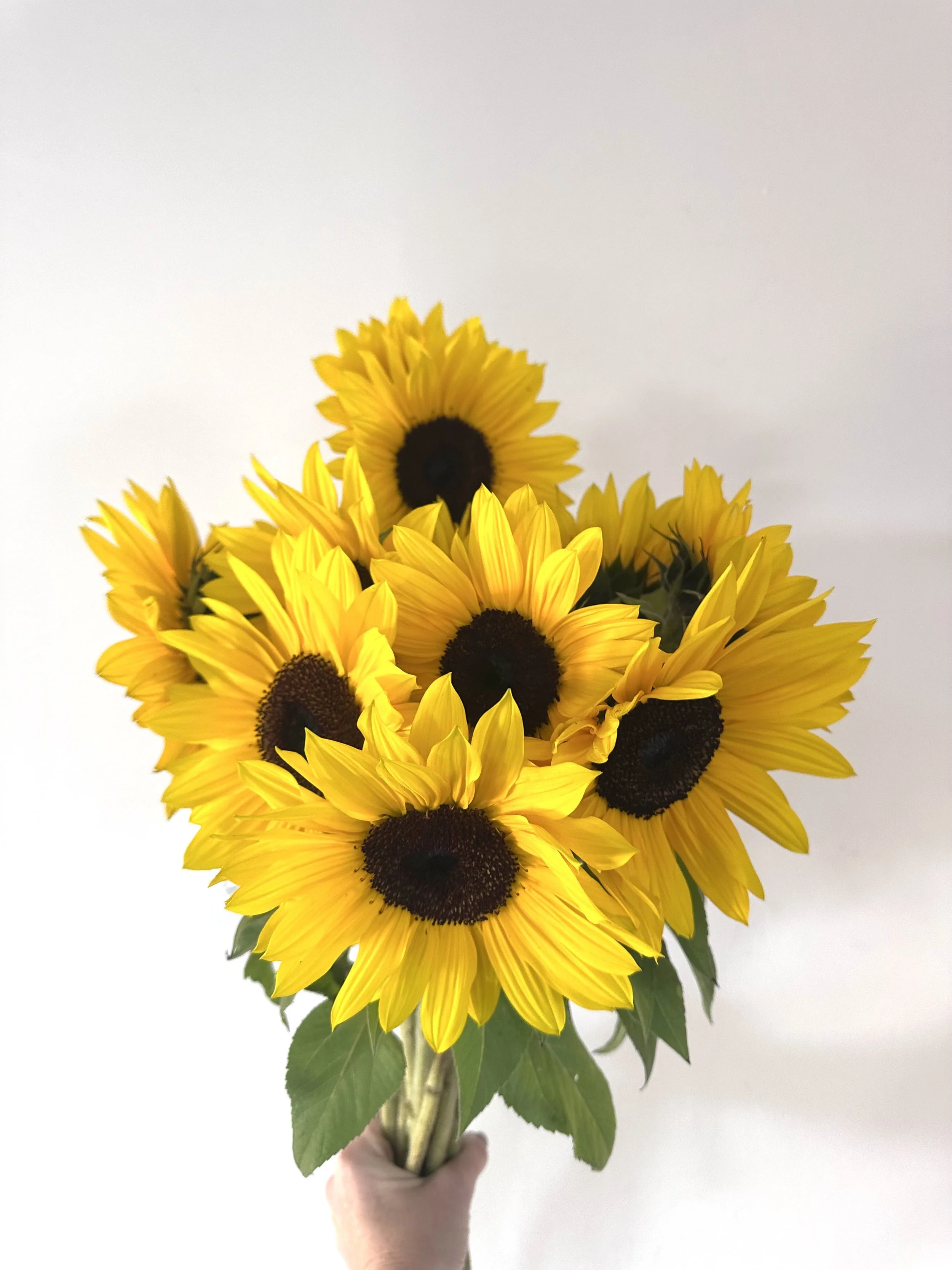 Big and Bright Sunflower Bunch