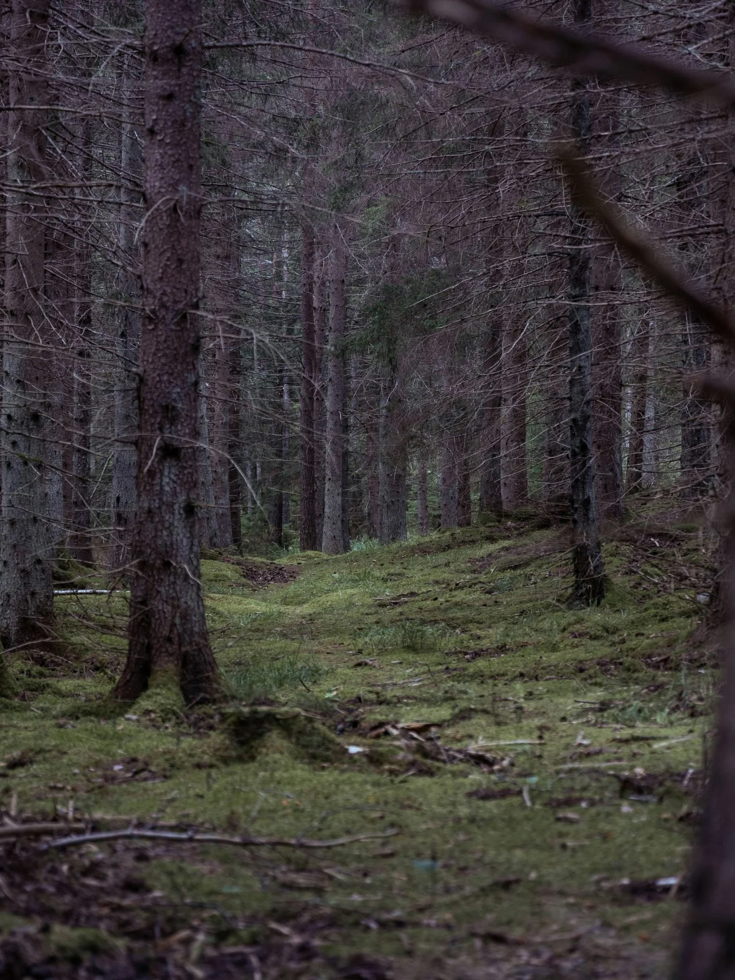 Dense conifer forest in Tyresta National Park, Sweden, with tall pine and spruce trees rising above a moss-covered forest floor. A narrow natural path winds through the woodland, creating a quiet and atmospheric scene under soft, muted light.