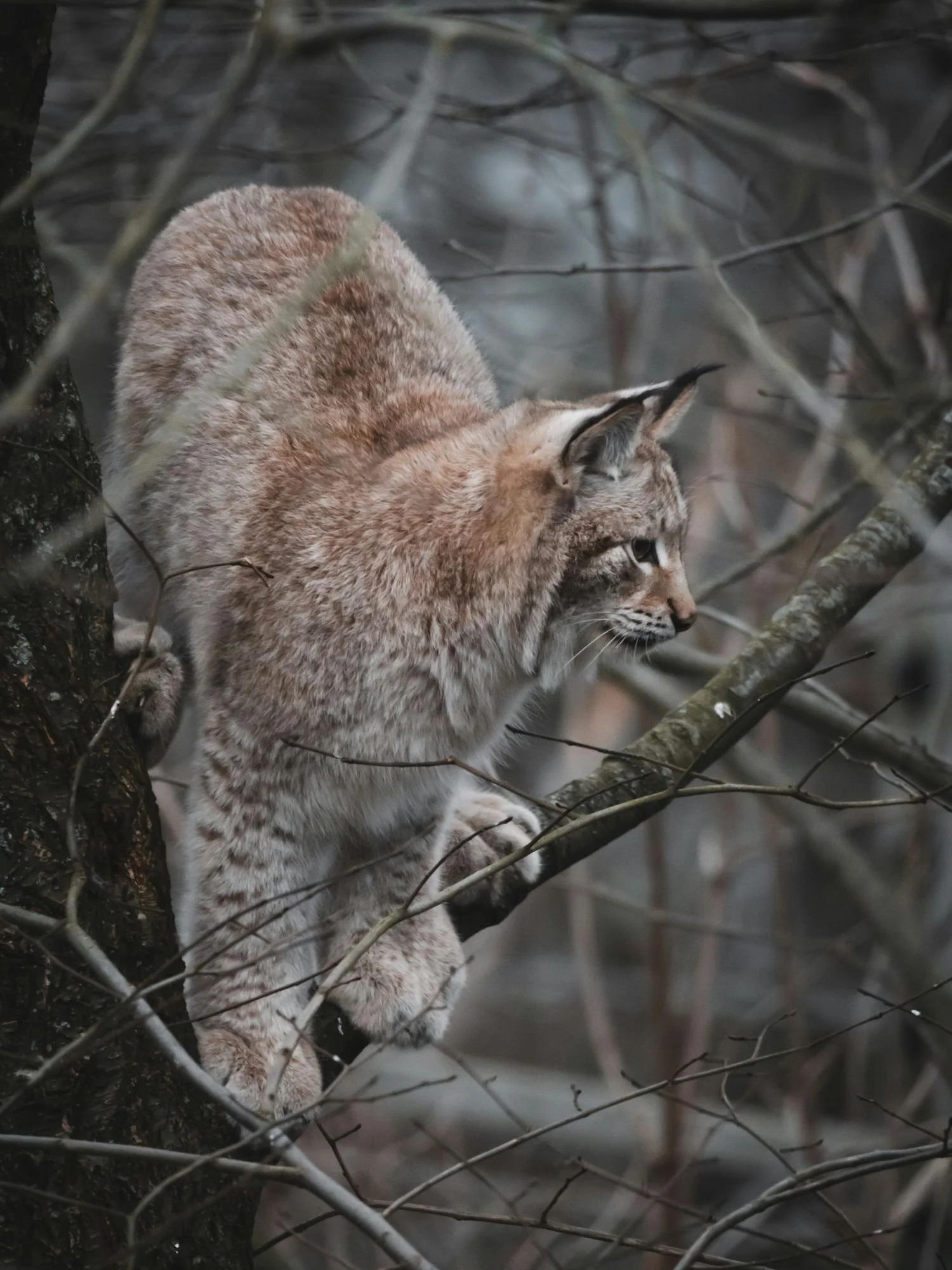 A wild Eurasian lynx with thick, spotted fur and tufted ears perches on a tree trunk, peering intently through a tangle of bare branches.