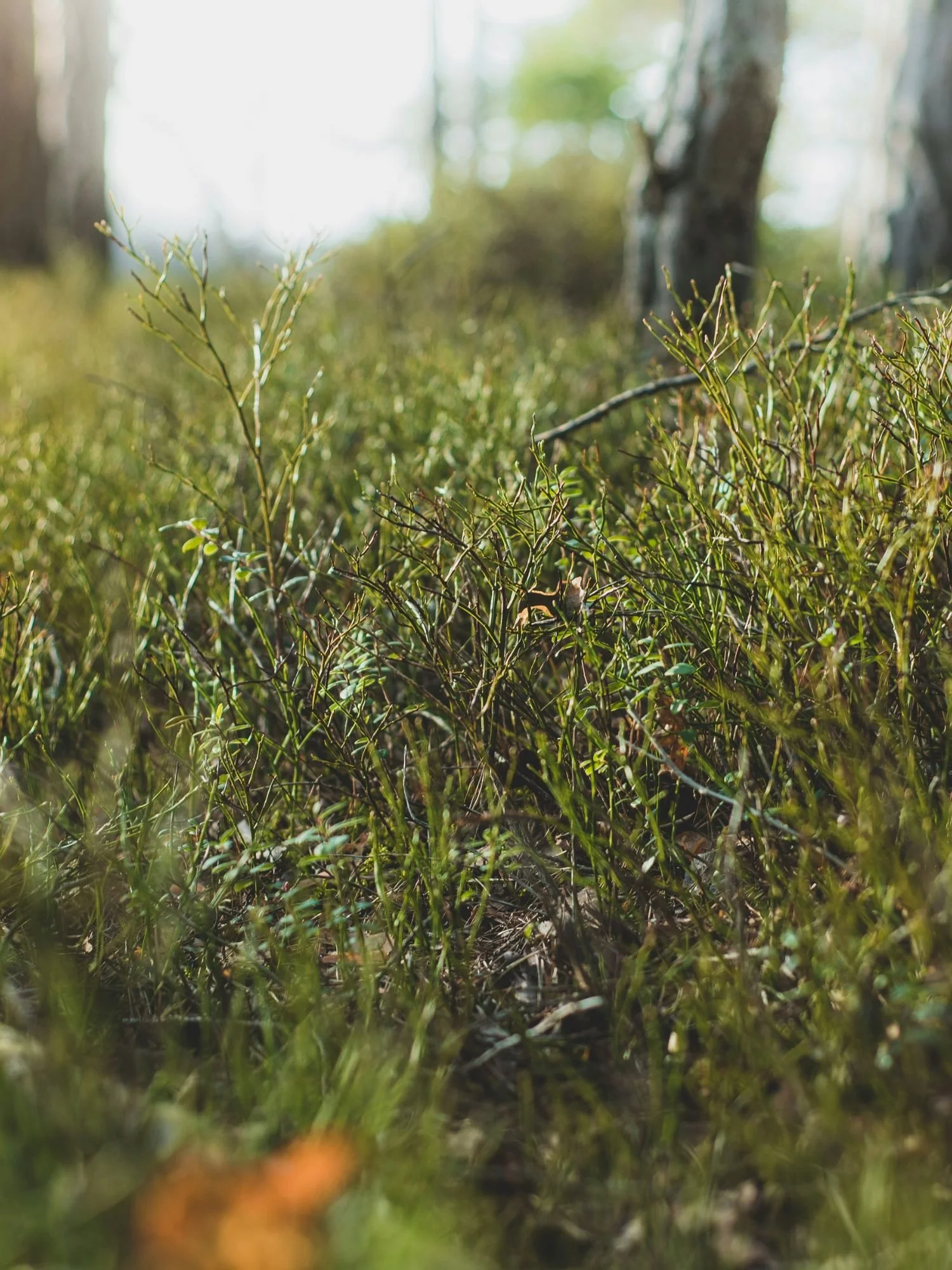 Close-up view of sunlit forest vegetation in Tyresta National Park, Sweden, with green grasses, moss, and low shrubs growing on the forest floor.