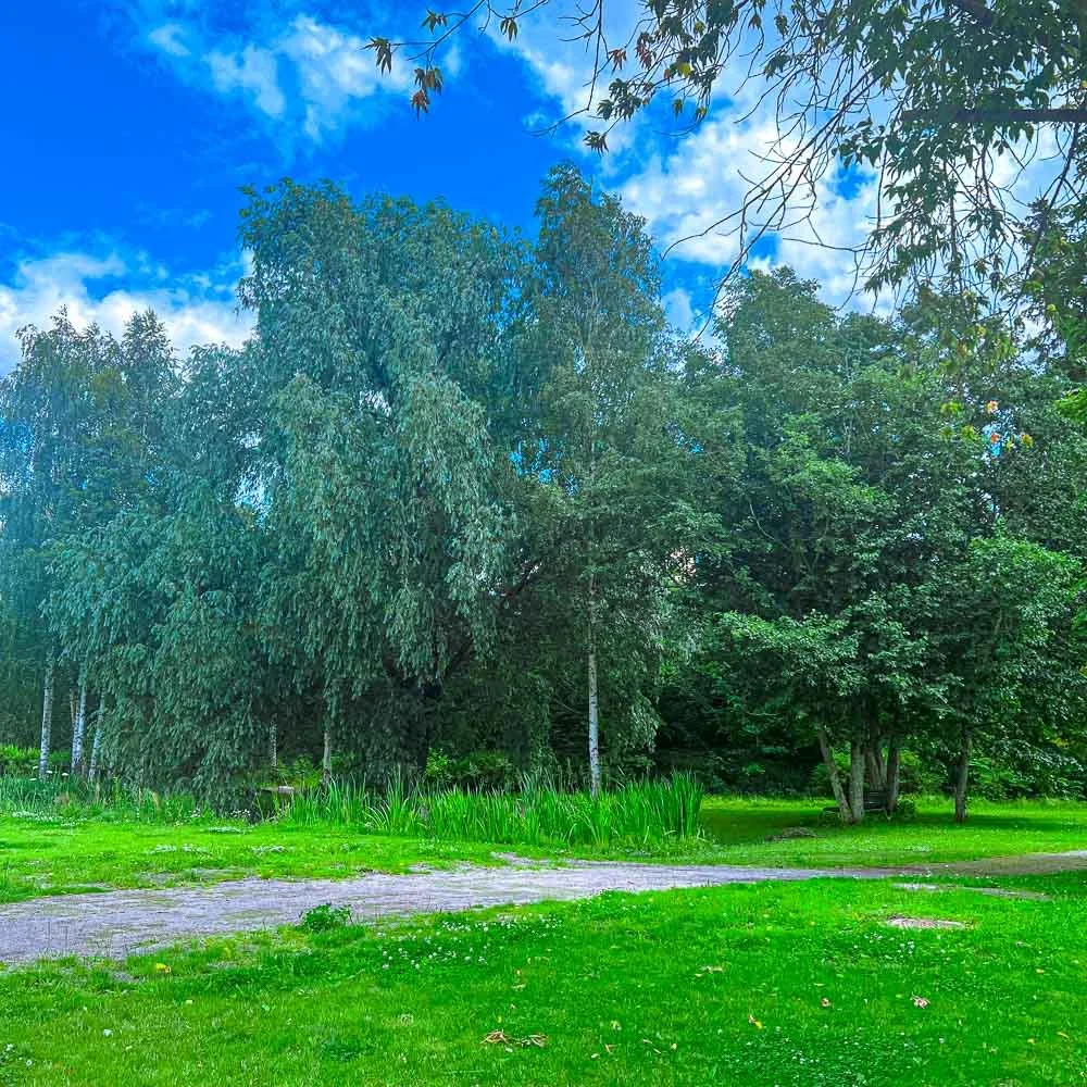 A vibrant, lush green park landscape under a bright blue sky with wispy white clouds. A vibrant green grassy lawn is divided by a rustic dirt and gravel path winding through it.