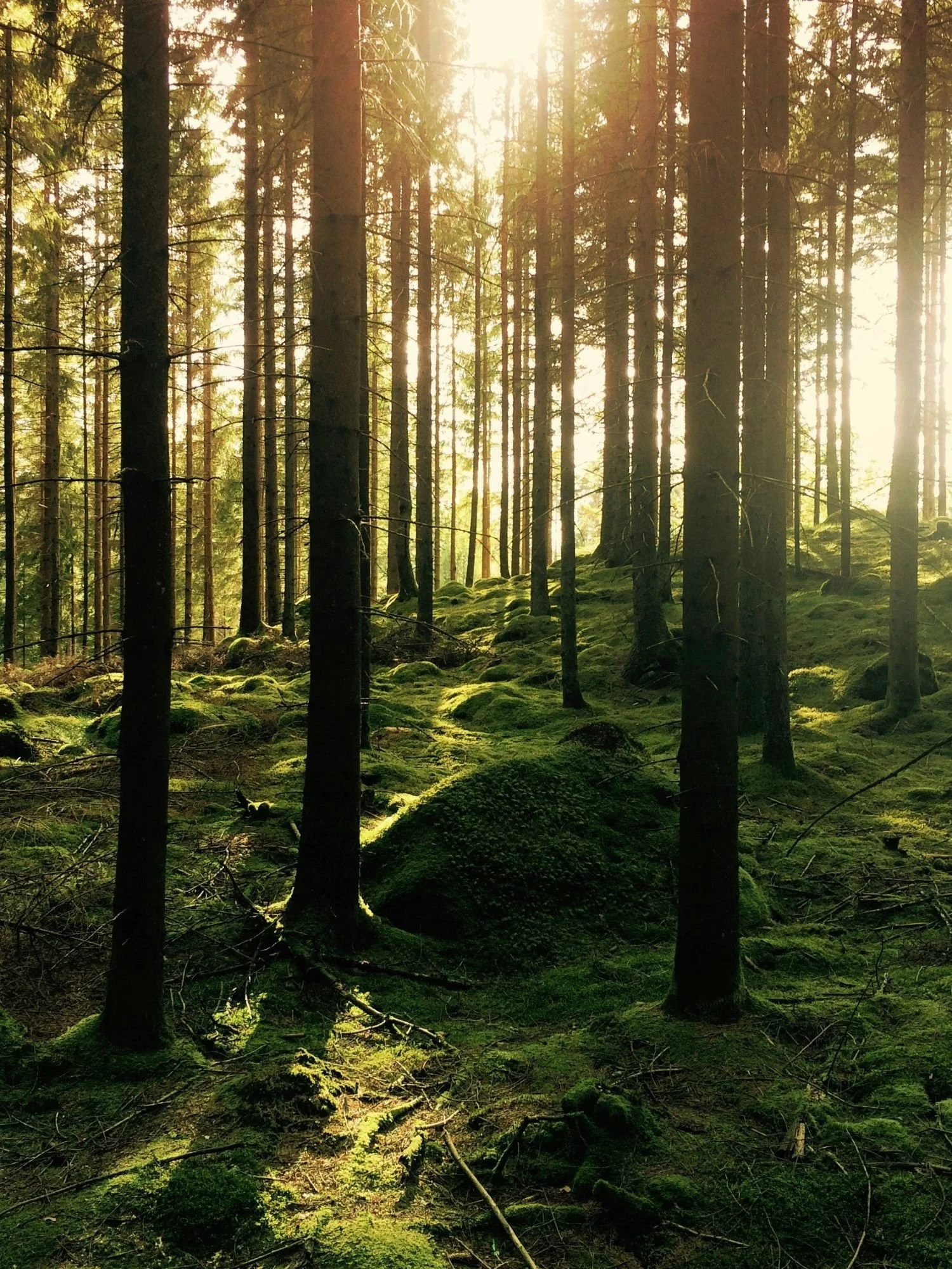 Hästhult Forest.jpg