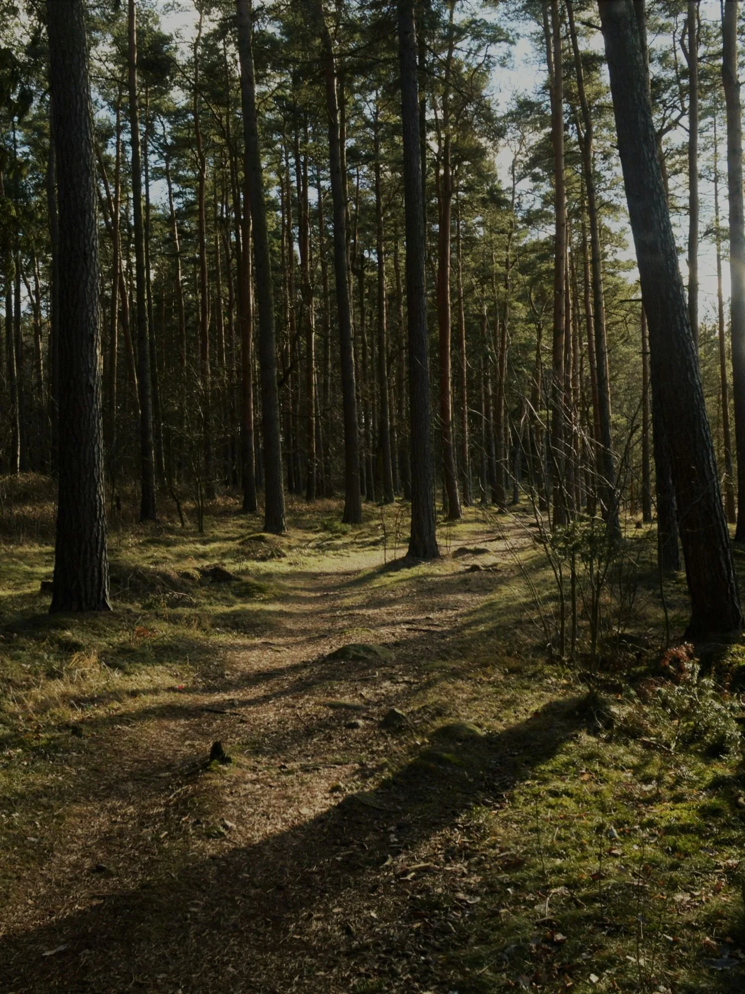 Kalmar Forest.jpg