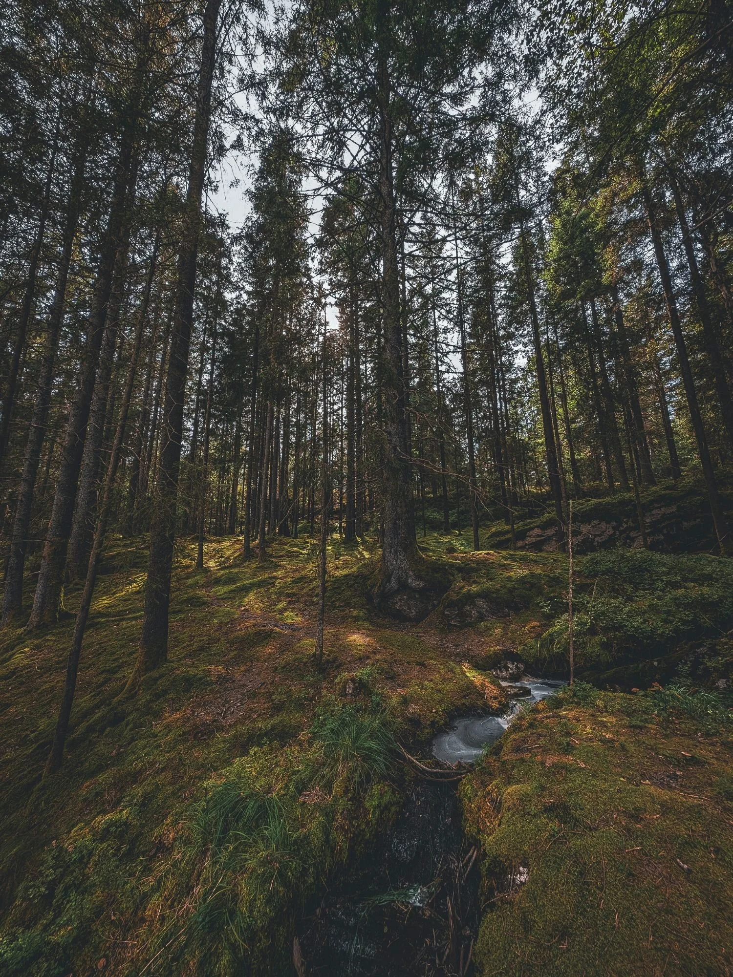 Mölnlycke Forest.jpg