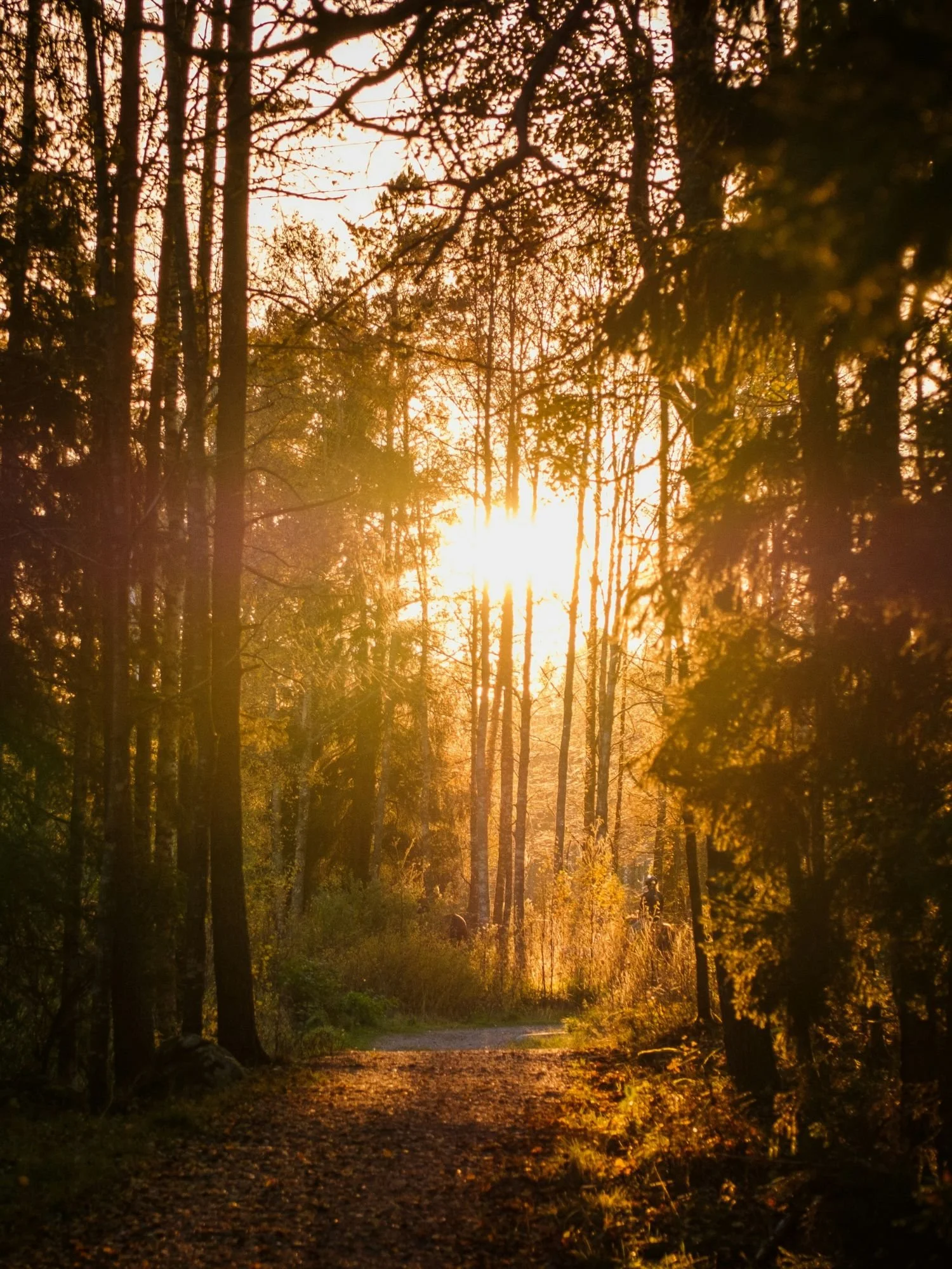 A gravel trail leads into a dense forest in Tyresta National Park, illuminated by the warm, golden light of a setting sun.