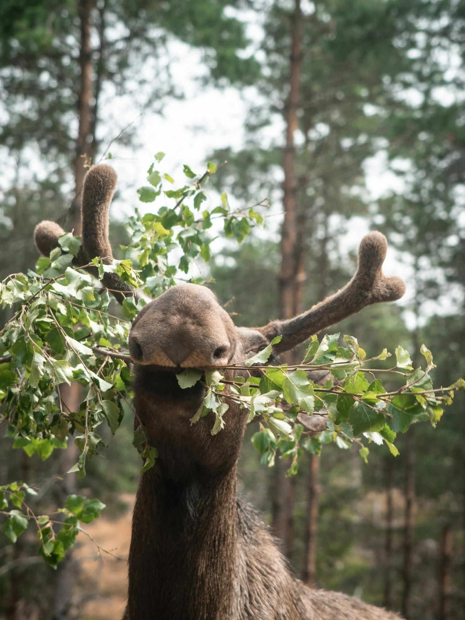 A close-up, front-facing view of a young bull moose eating green leaves directly from a branch, with its velvet-covered antlers visible against a blurred forest background.