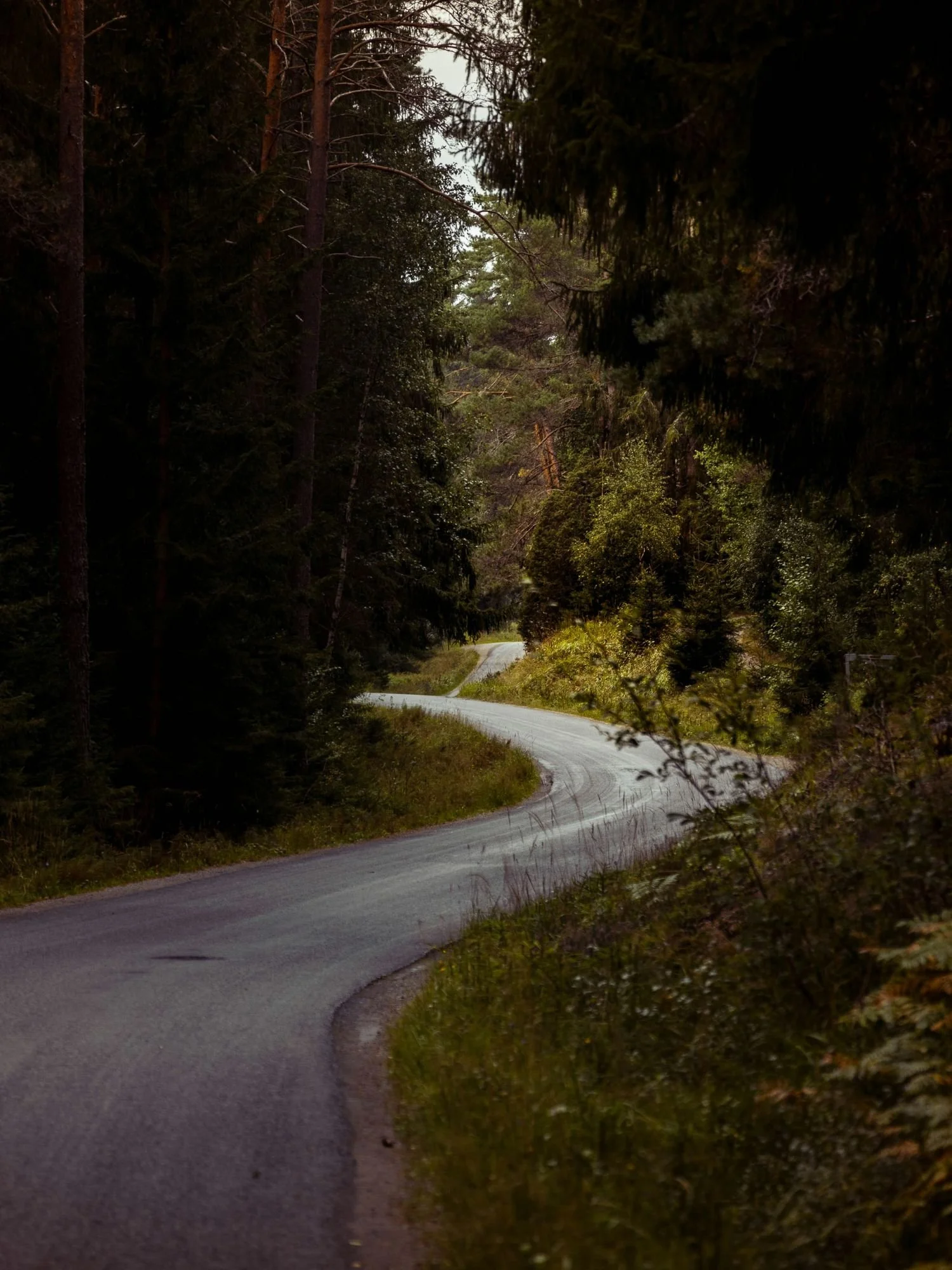 A winding asphalt road curves through a dense, lush green forest in Tyresta National Park.