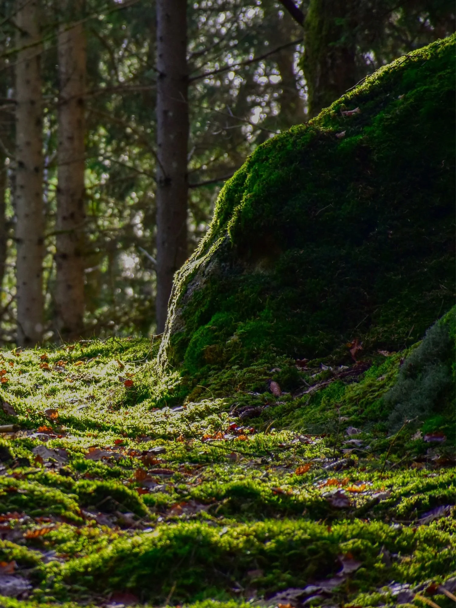 A vibrant green, moss-covered rock in a shaded forest. The moss is thick and textured, clinging to a large boulder.